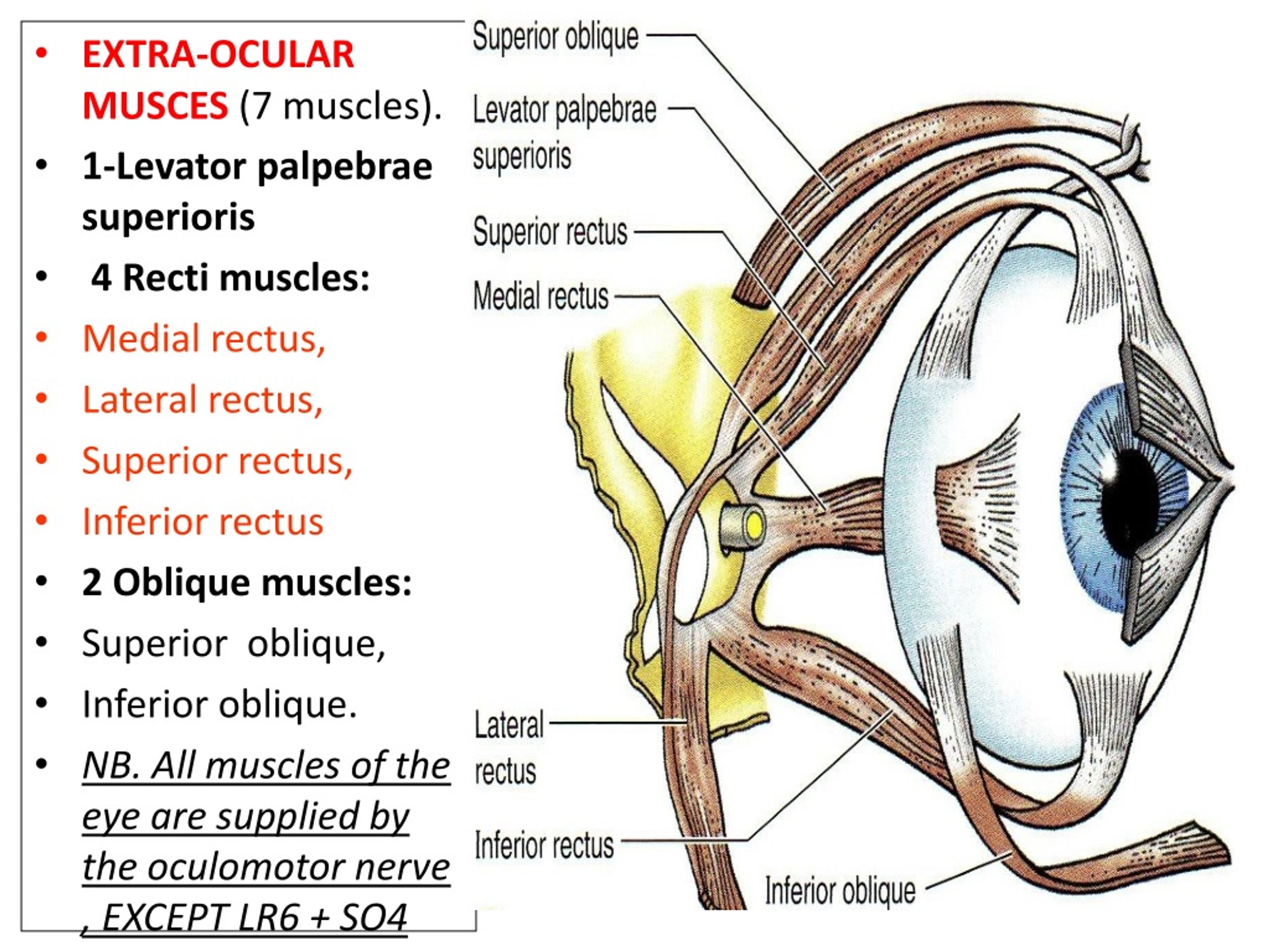 Superior's. Levator palpebrae. Rectus internus глаза. M palpebrae superioris. Levator palpebrae Superior.