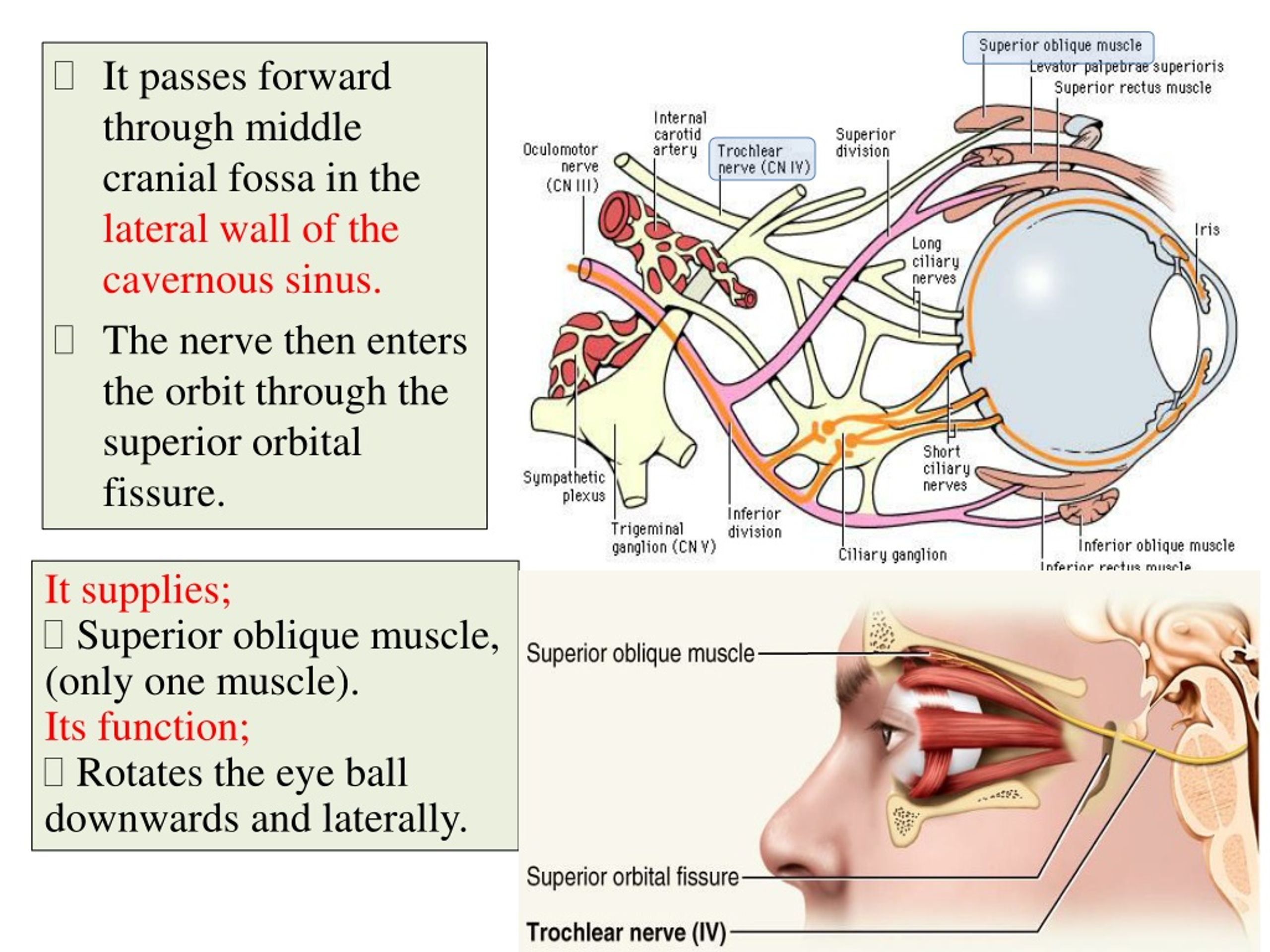 PPT - The Cranial Nerves 2,3,4,6 PowerPoint Presentation, free download ...