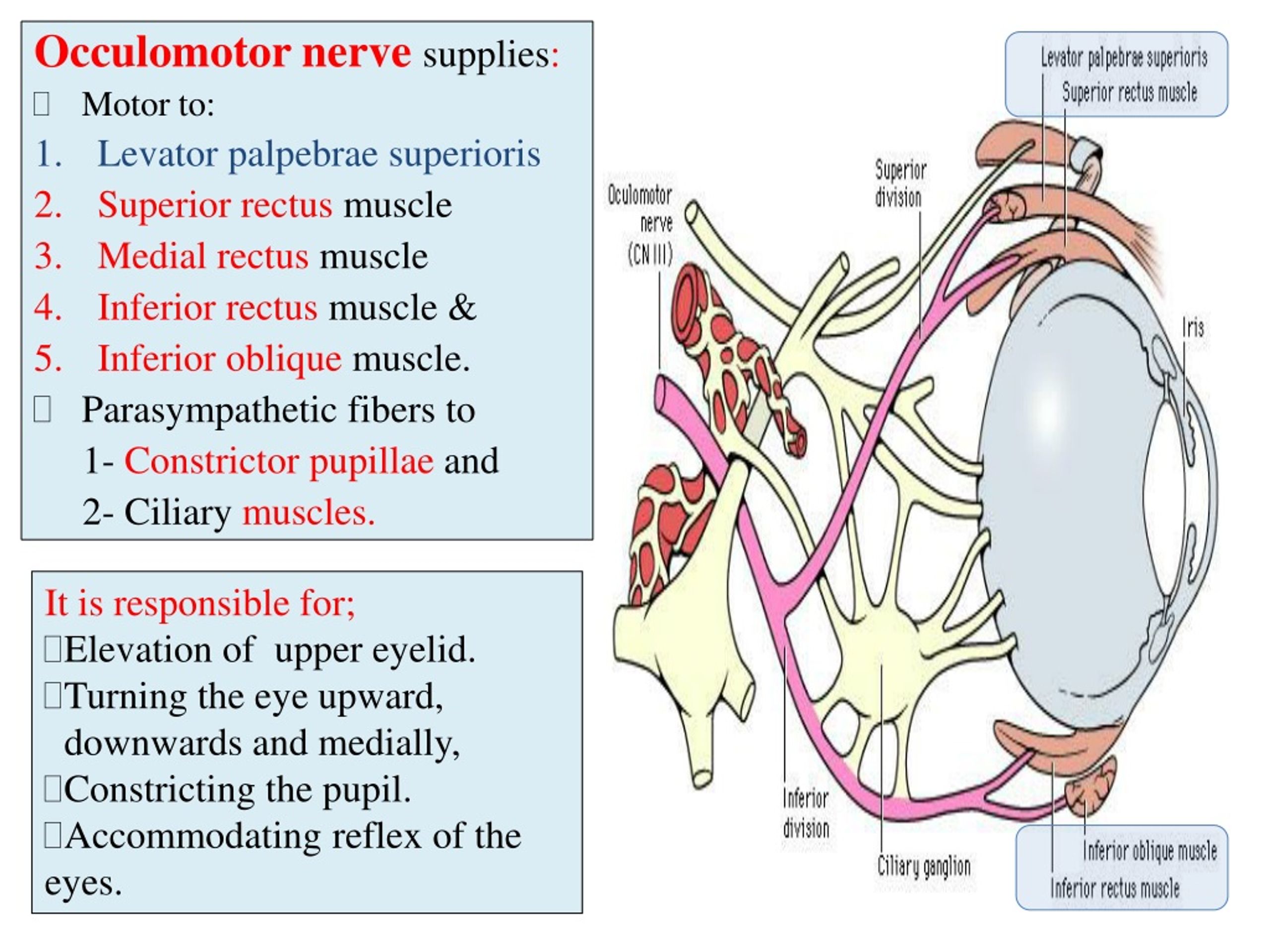 PPT - The Cranial Nerves 2,3,4,6 PowerPoint Presentation, free download ...