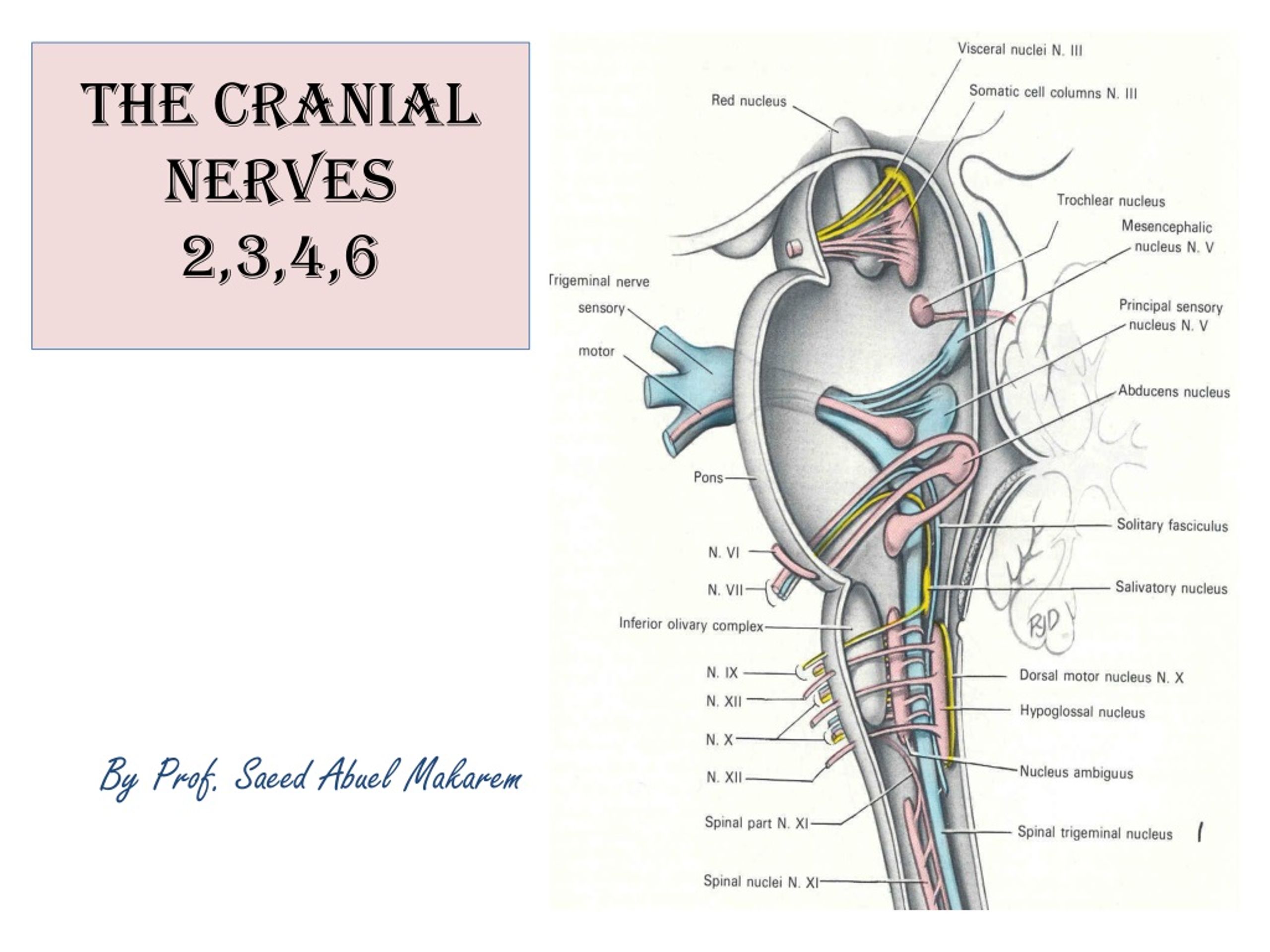 PPT - The Cranial Nerves 2,3,4,6 PowerPoint Presentation, Free Download ...