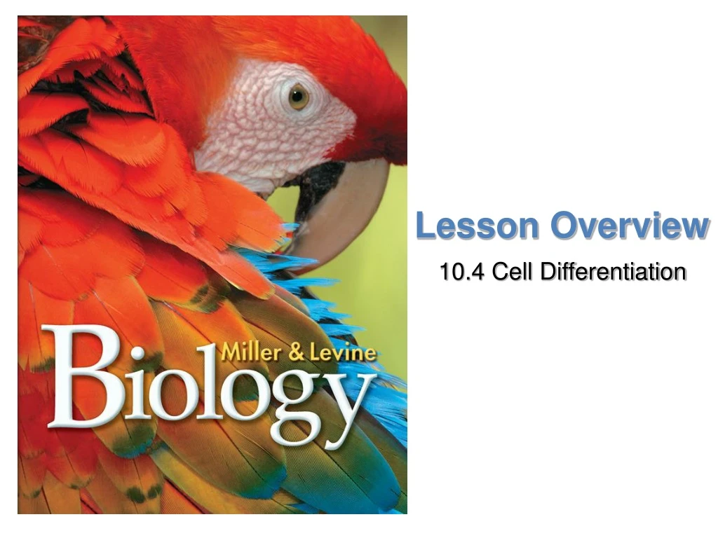 lesson overview n.
