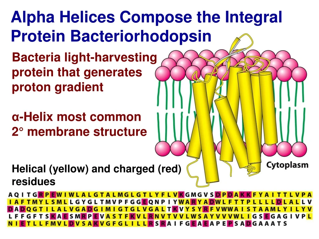 alpha helices compose the integral protein n.