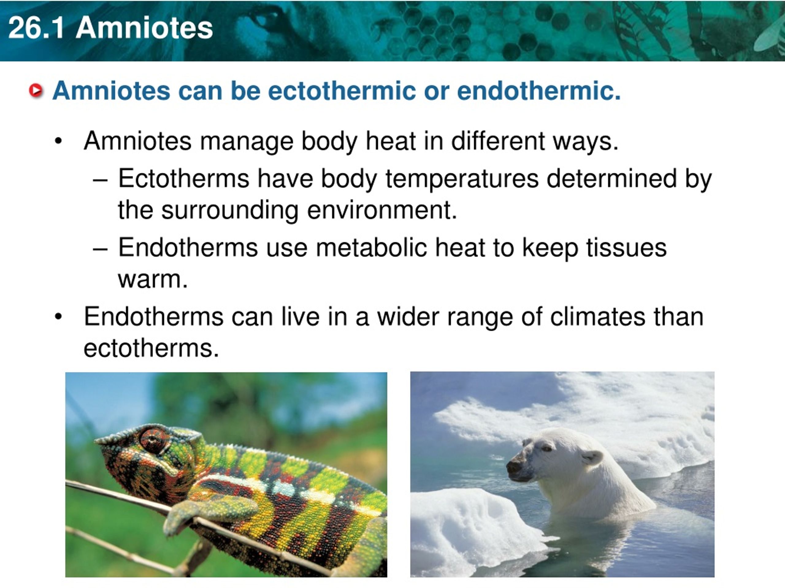 PPT - KEY CONCEPT Reptiles, birds, and mammals are amniotes. PowerPoint ...