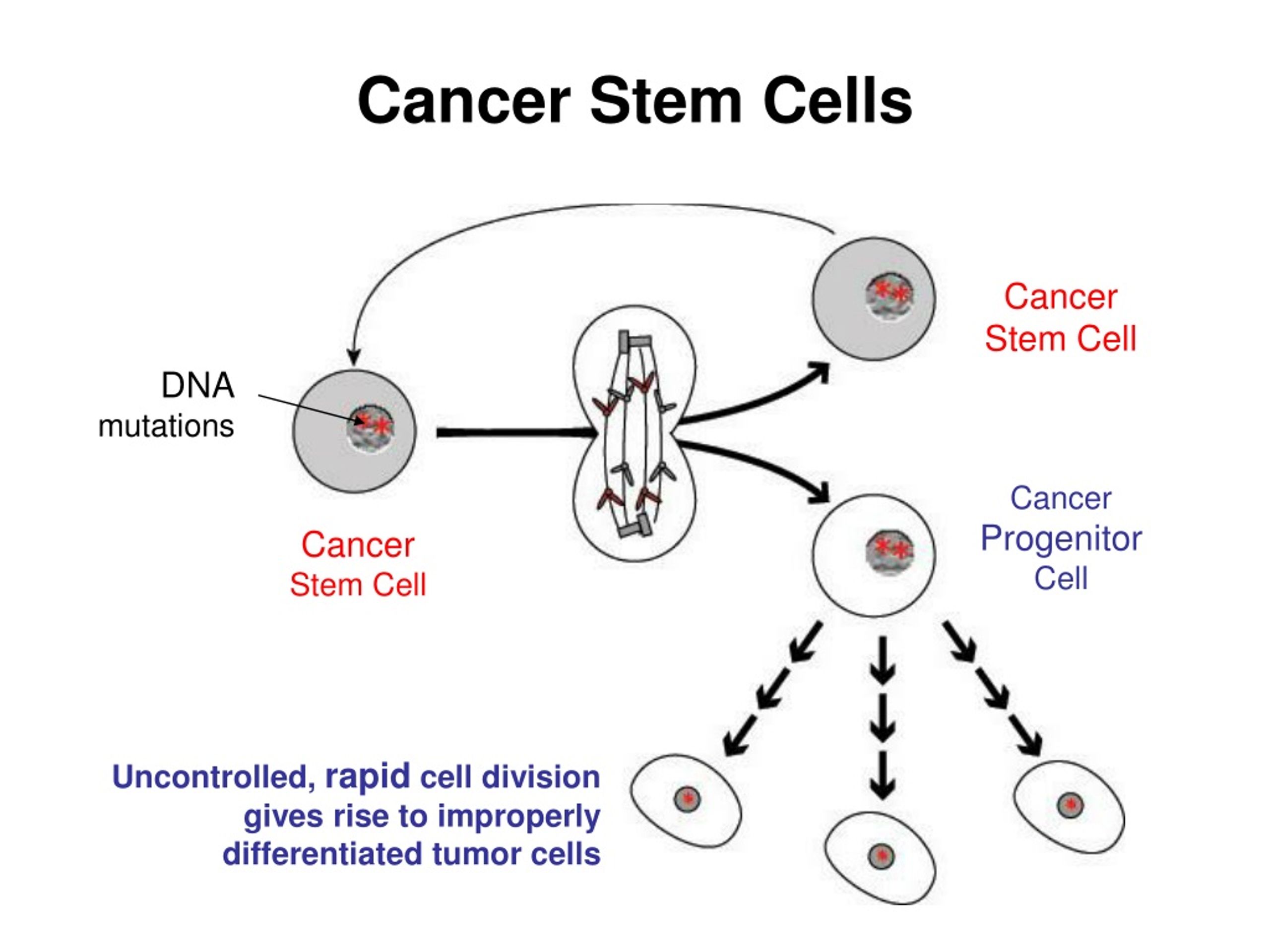 PPT - Stem Cells and Cancer PowerPoint Presentation, free download - ID ...