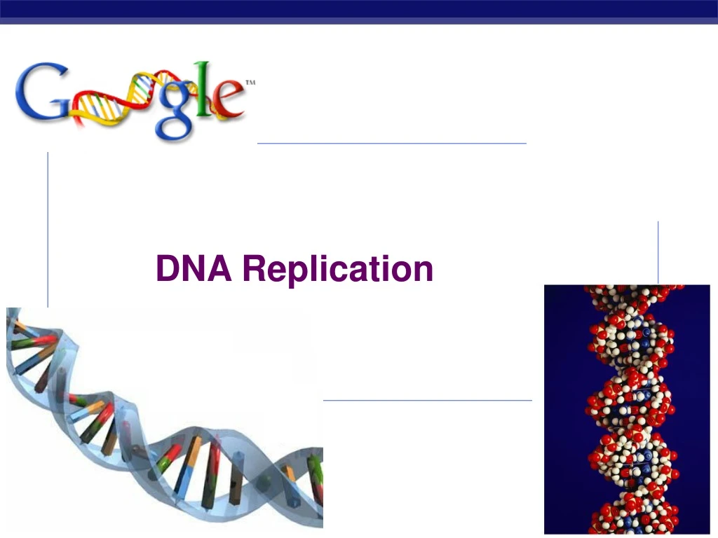 PPT - DNA Replication PowerPoint Presentation, Free Download - ID:9172298