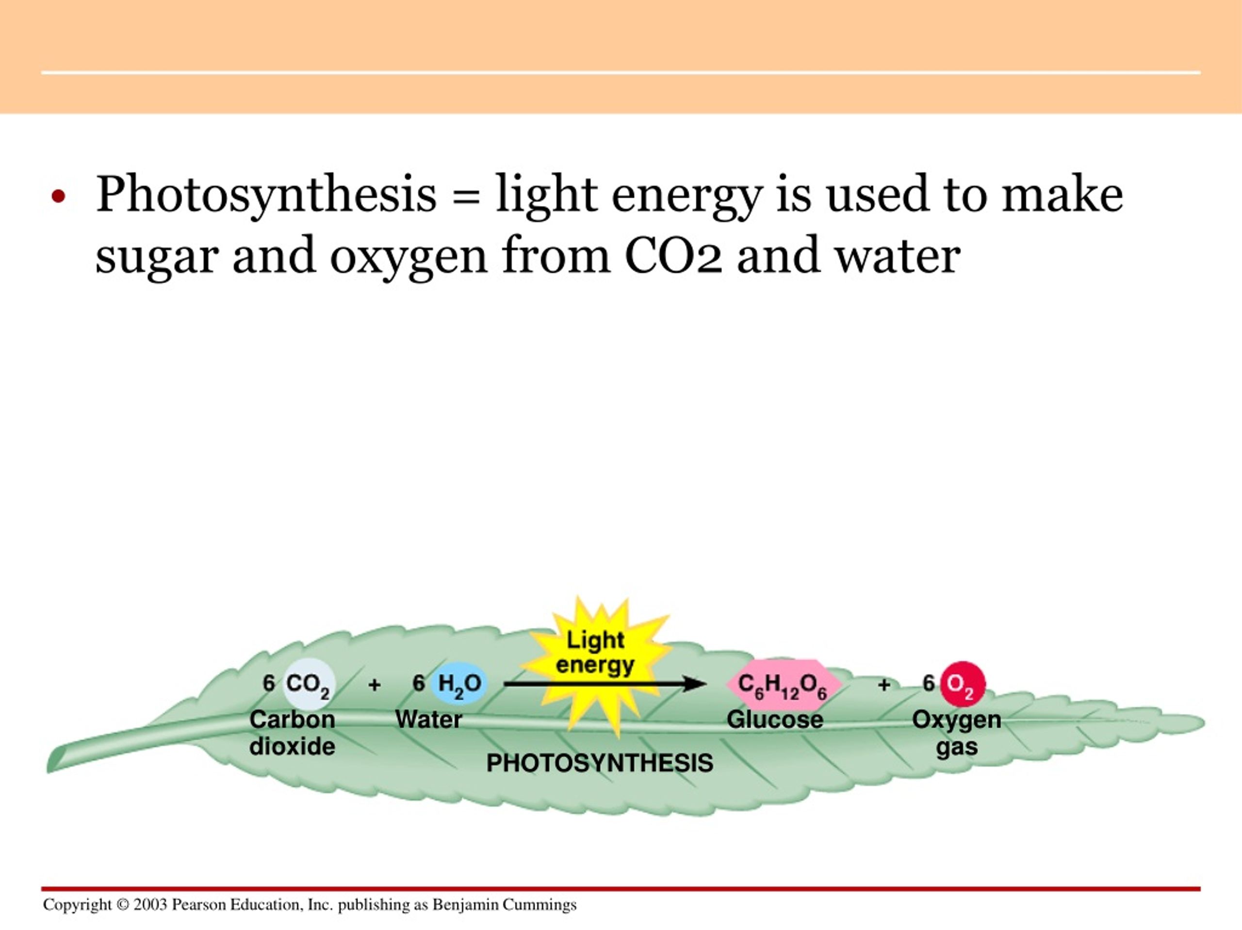 PPT - Photosynthesis PowerPoint Presentation, free download - ID:9172543