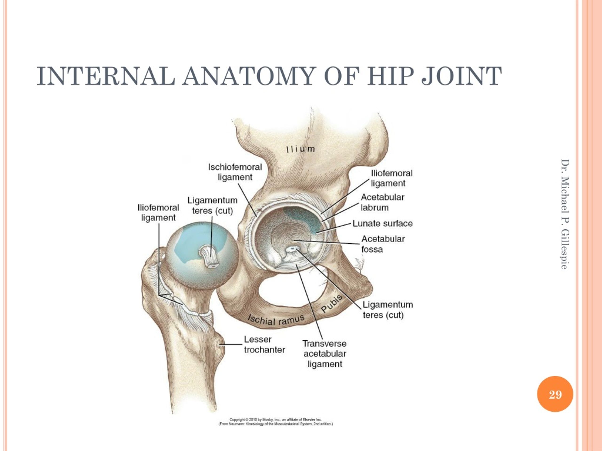 Ppt Hip Powerpoint Presentation Free Download Id9172841 4618