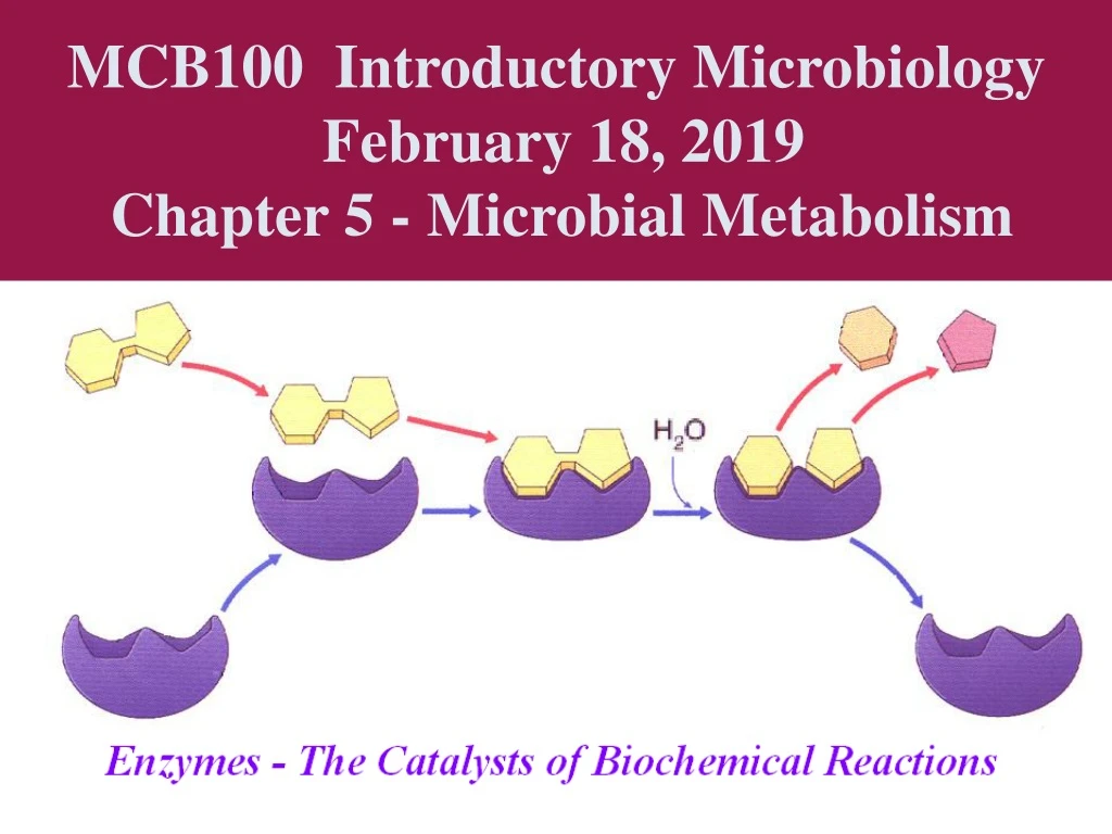 PPT - MCB100 Introductory Microbiology February 18, 2019 Chapter 5 ...