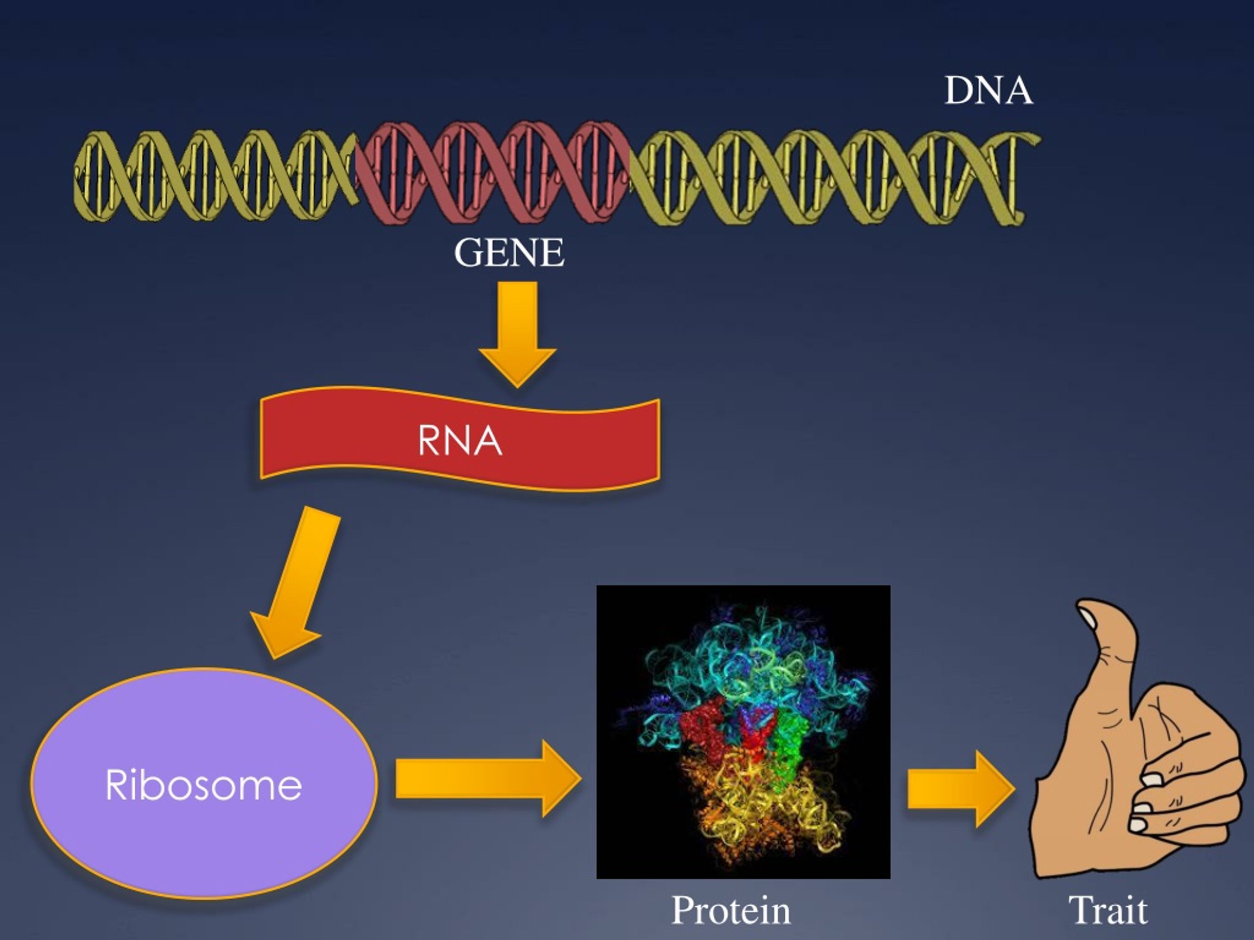 Белки и рнк входят. Protein Synthesis DNA. Gene Protein trait картинки. РНК протеинов.