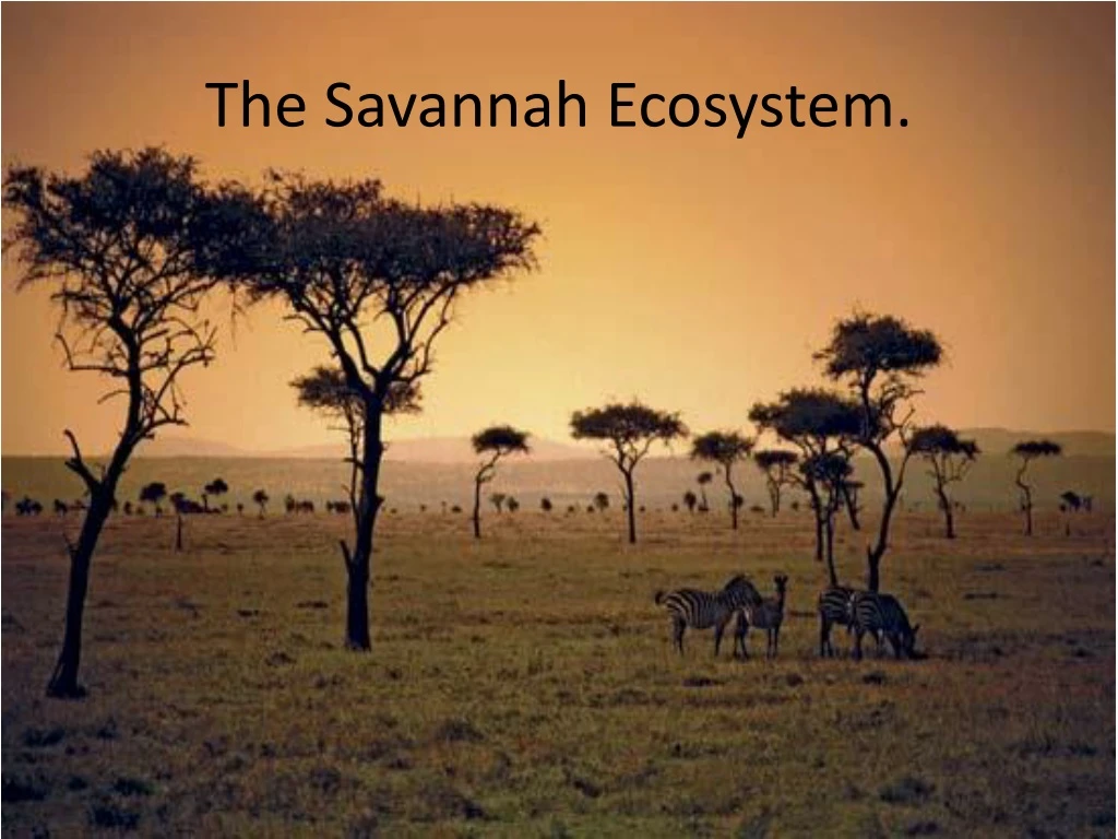 the savannah ecosystem n.