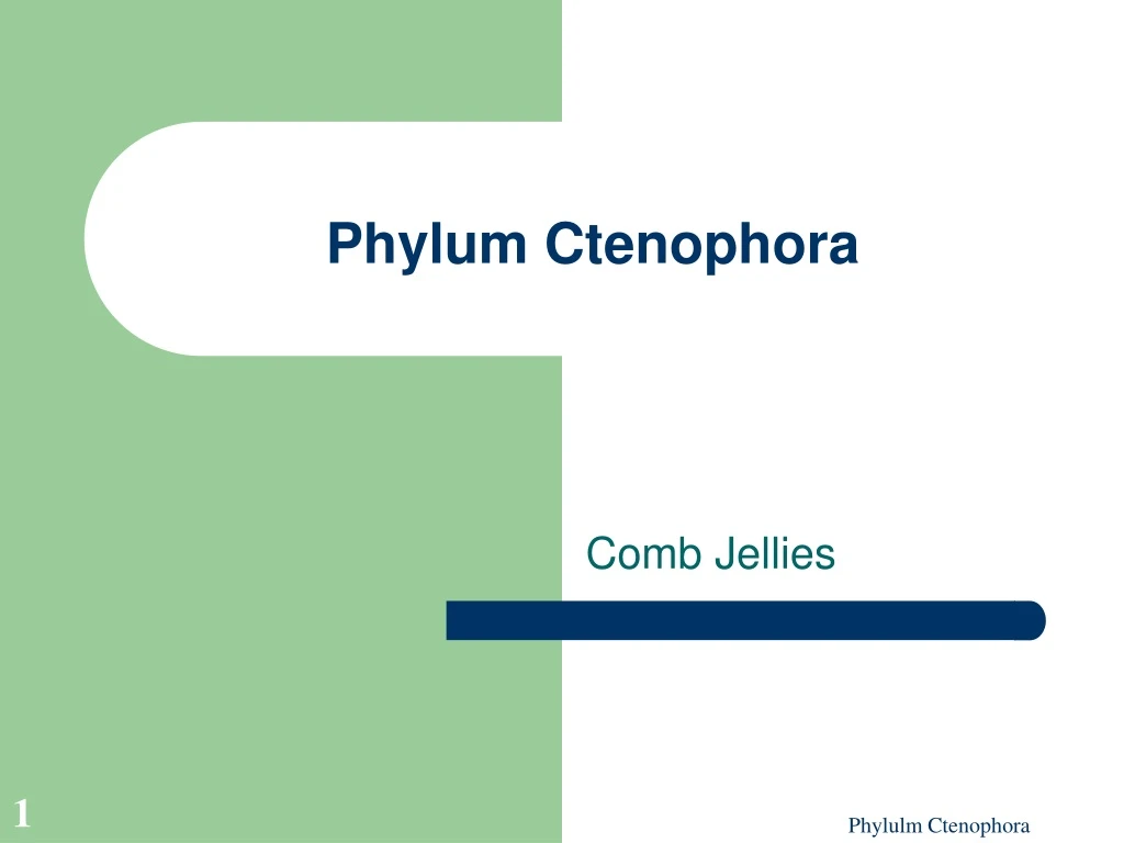 phylum ctenophora n.
