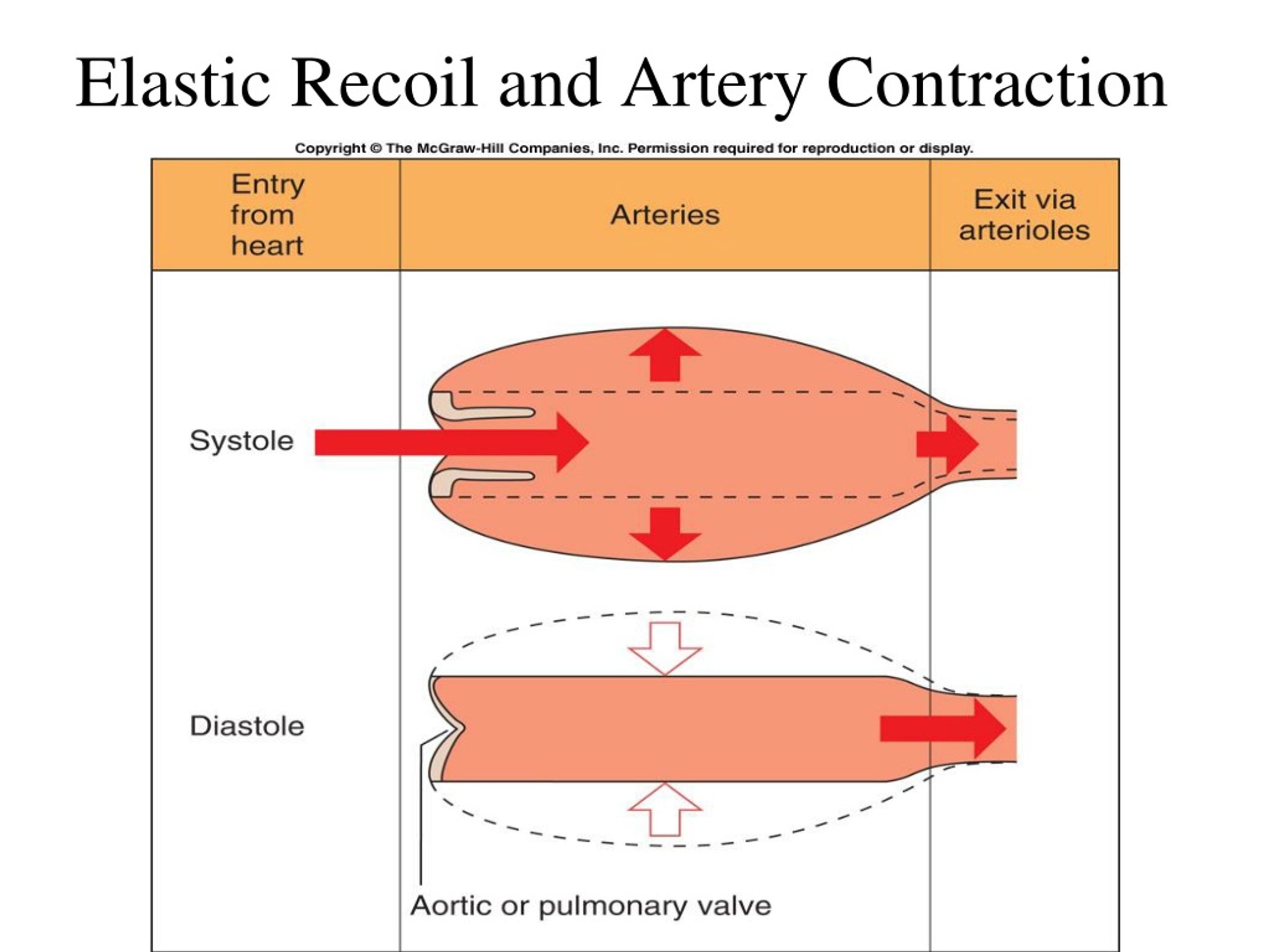 ppt-cardiovascular-system-circulation-pathways-and-bp-regulation