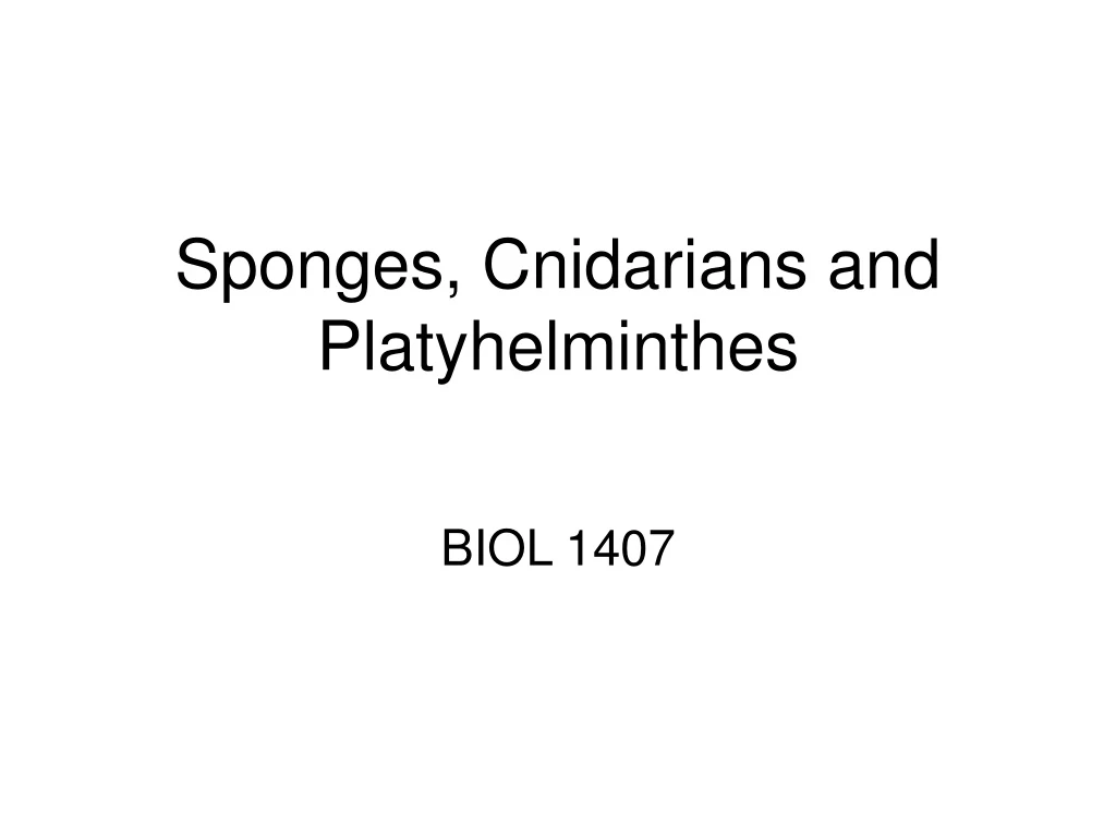 sponges cnidarians and platyhelminthes n.