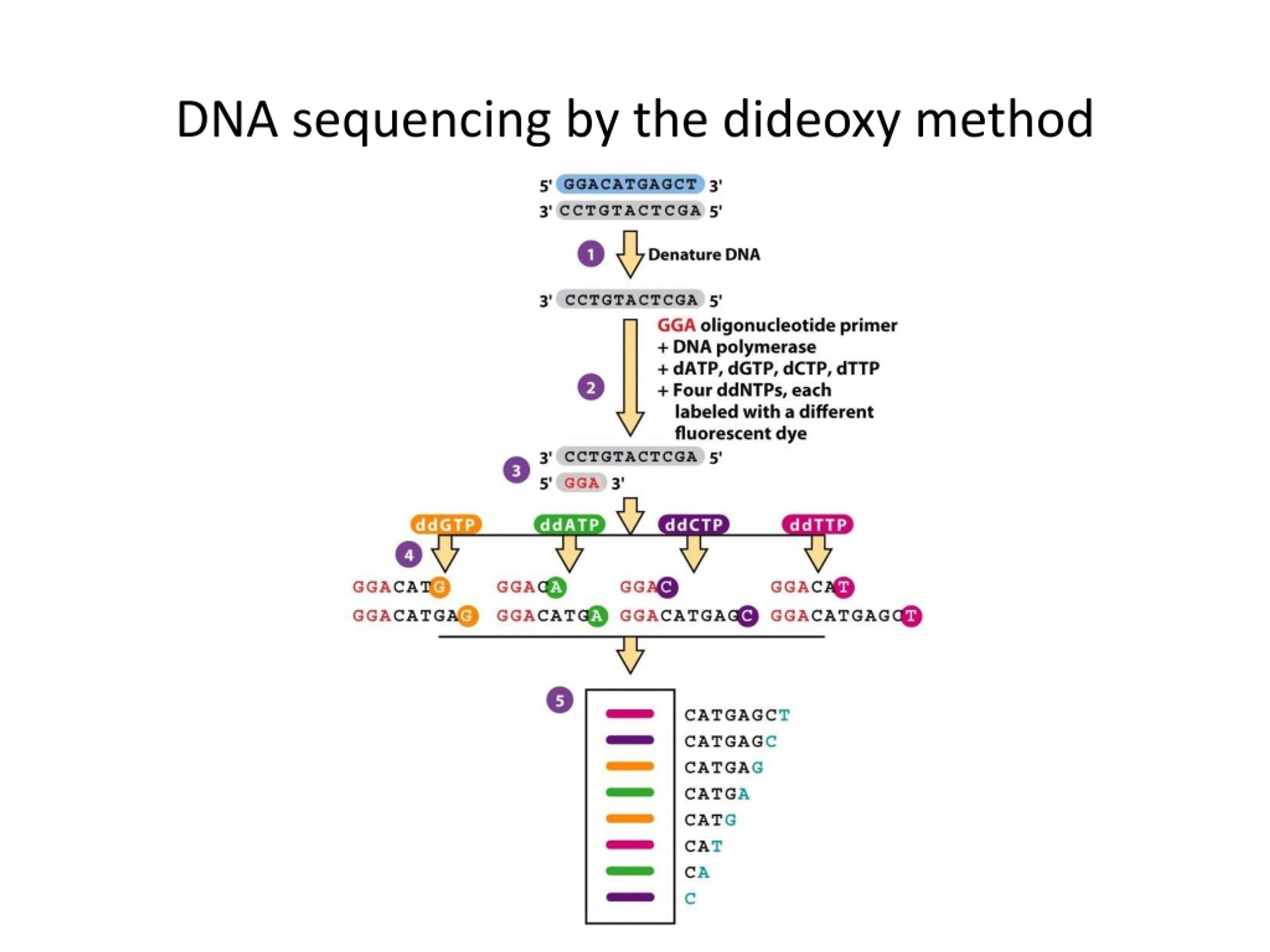 PPT Recombinant DNA Technology 8 PowerPoint Presentation Free PPT Recombinant DNA Technology 8 PowerPoint Presentation Free