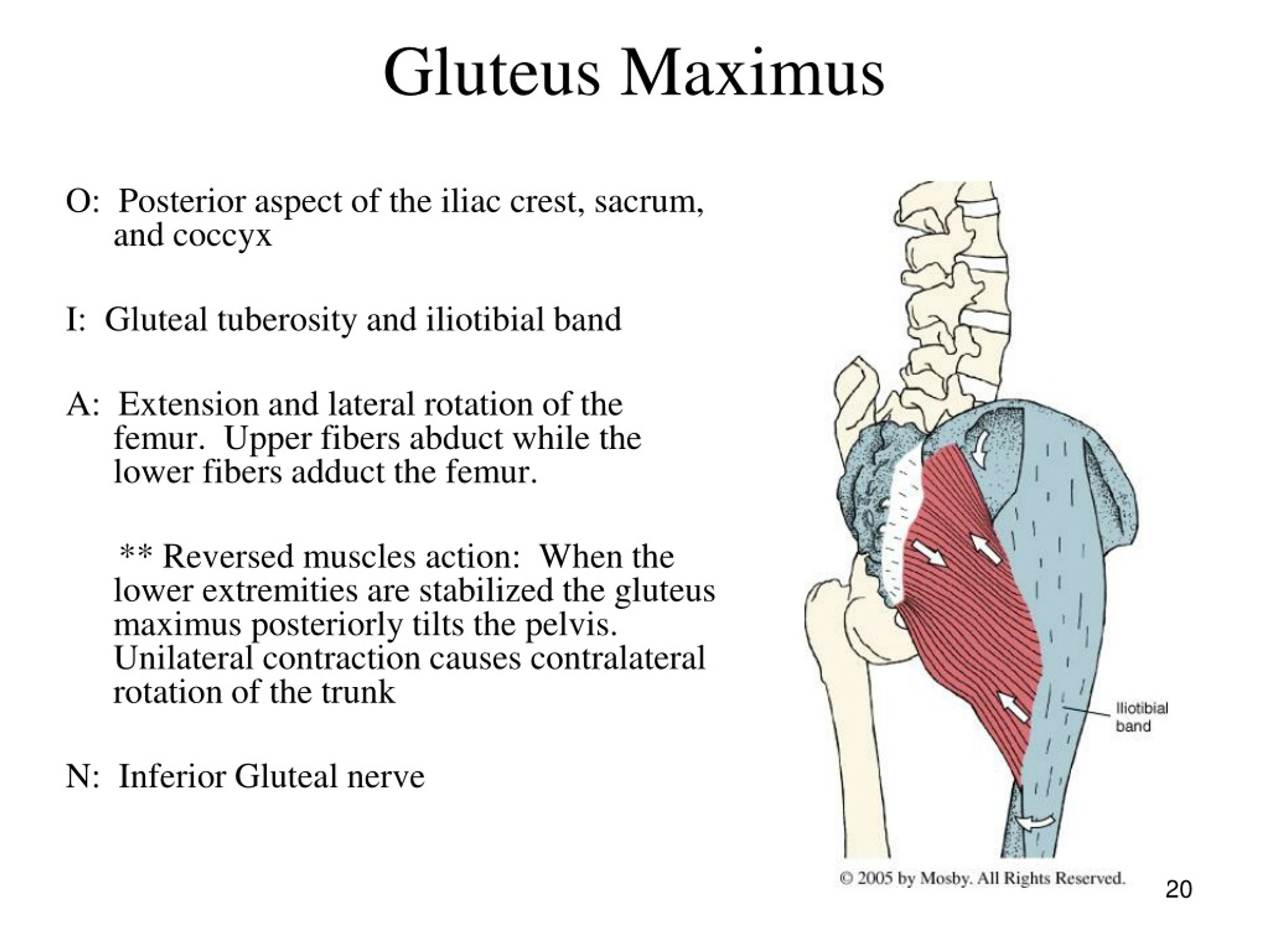 PPT - Myology PowerPoint Presentation, free download - ID:9176083