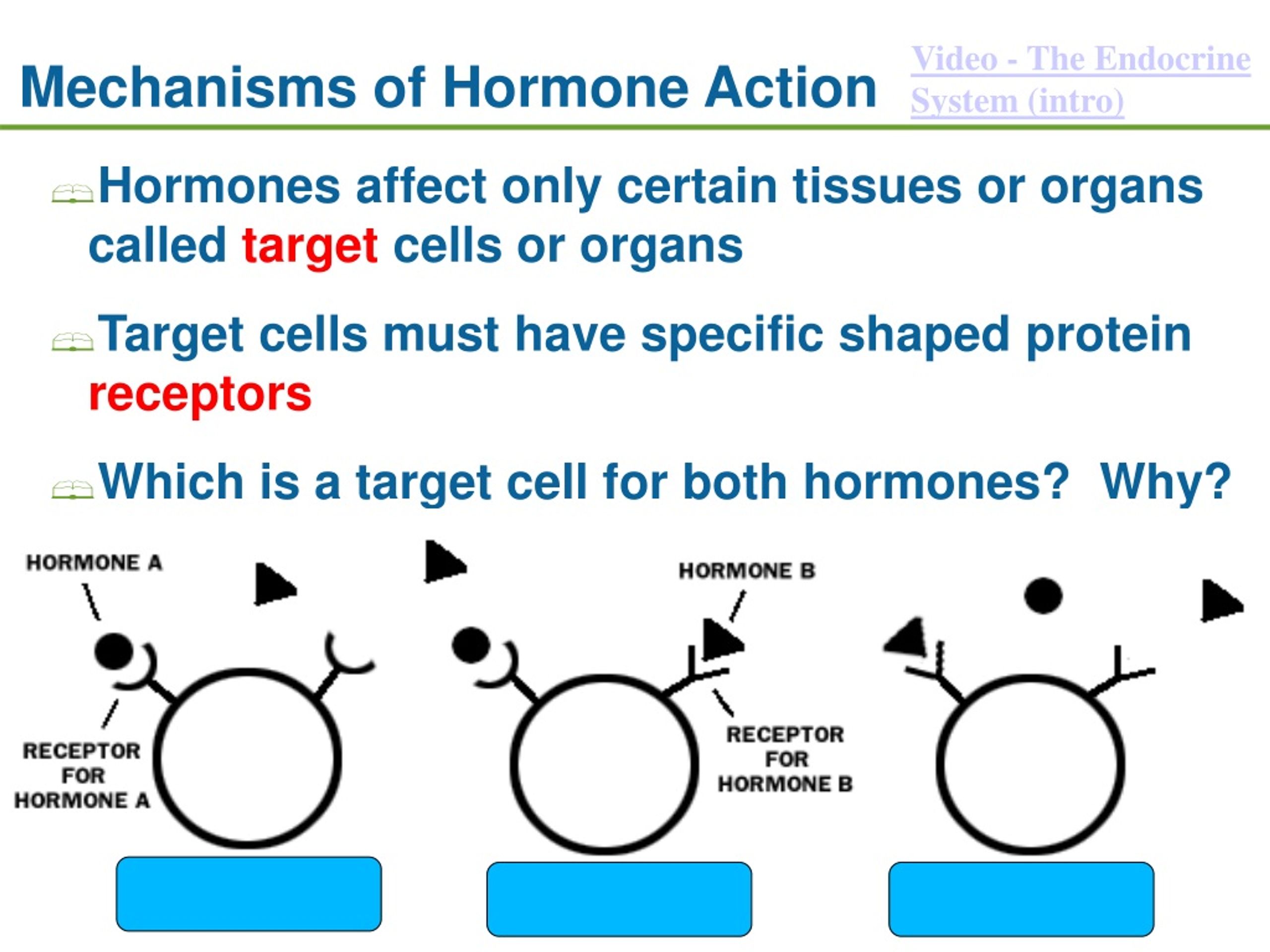 Ppt The Endocrine System Powerpoint Presentation Free Download Id