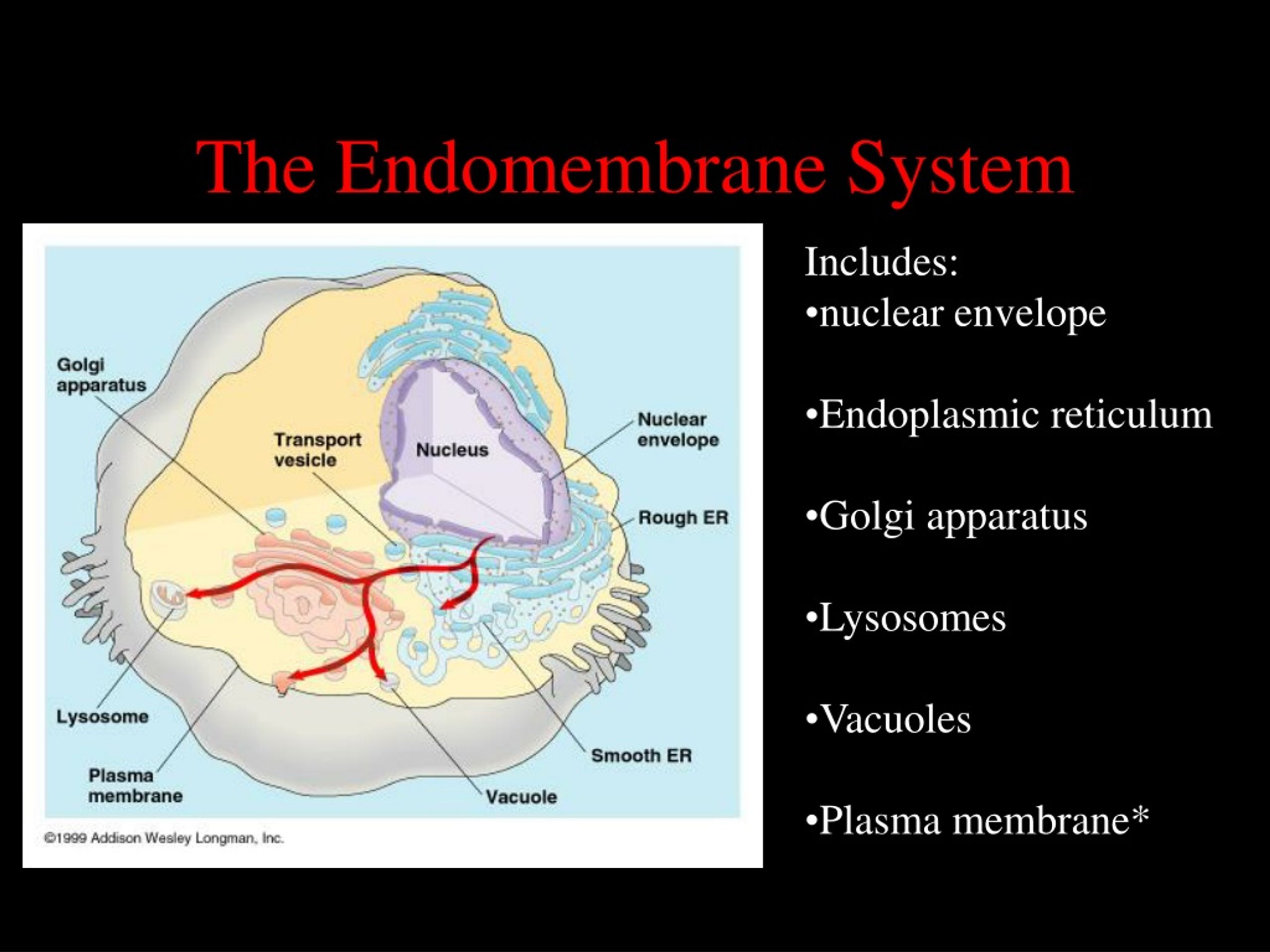 PPT - Unit II: The Cell PowerPoint Presentation, free download - ID:9178261