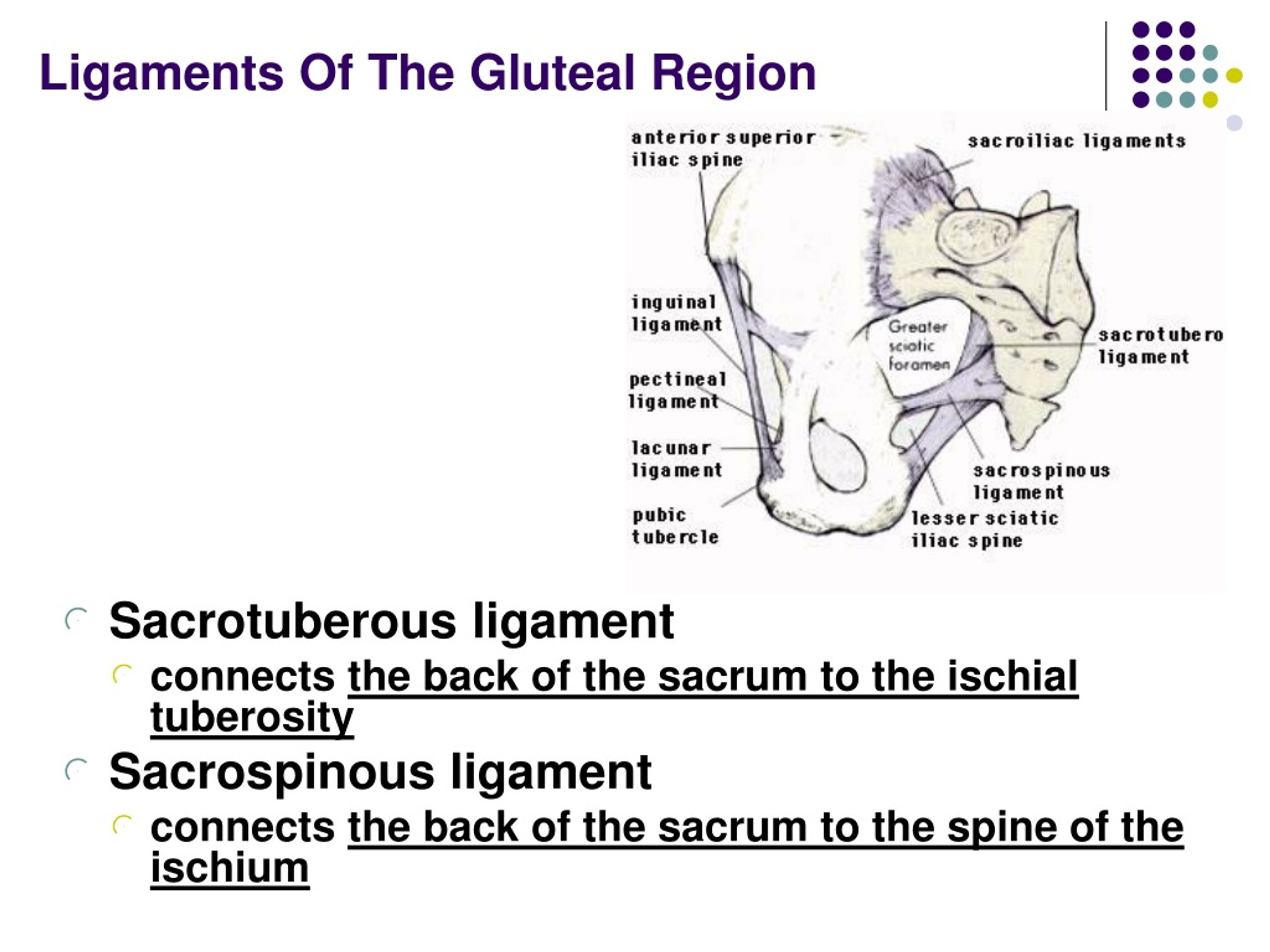 Ppt The Gluteal Region Powerpoint Presentation Free Download Id