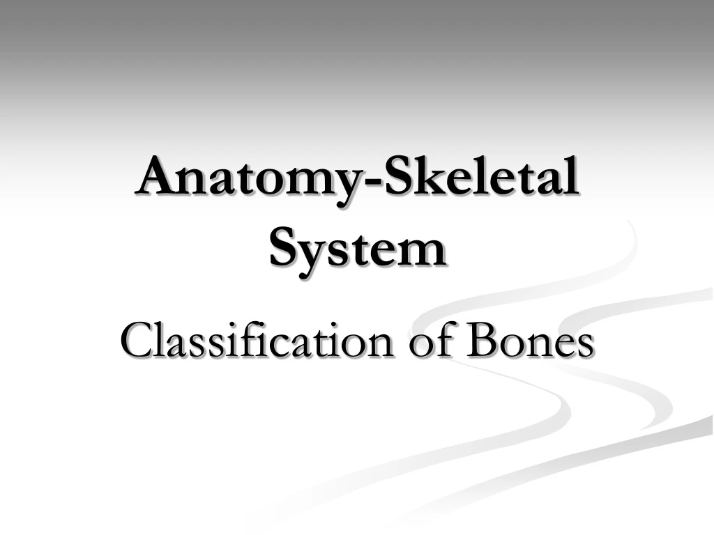anatomy skeletal system n.