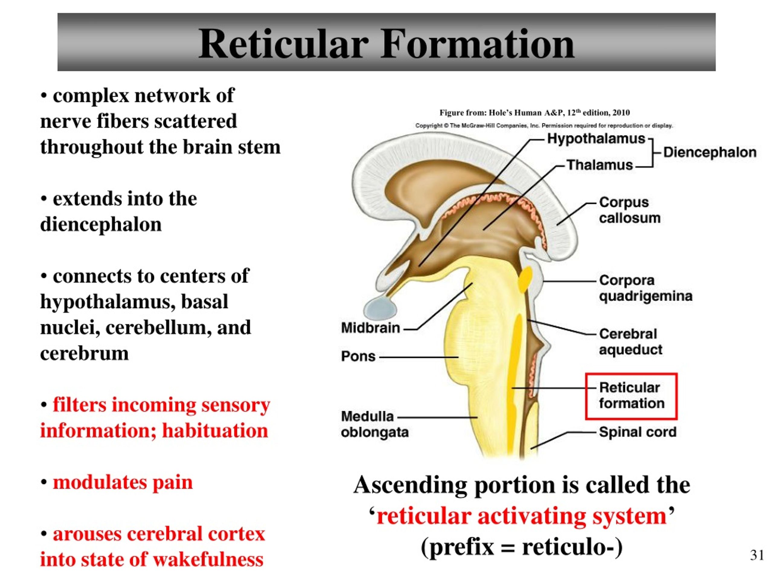 PPT - Visual Anatomy & Physiology First Edition Martini & Ober ...