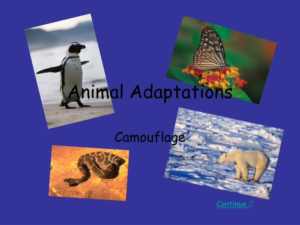 Ppt Animal Adaptations Powerpoint Presentation Free Download Id