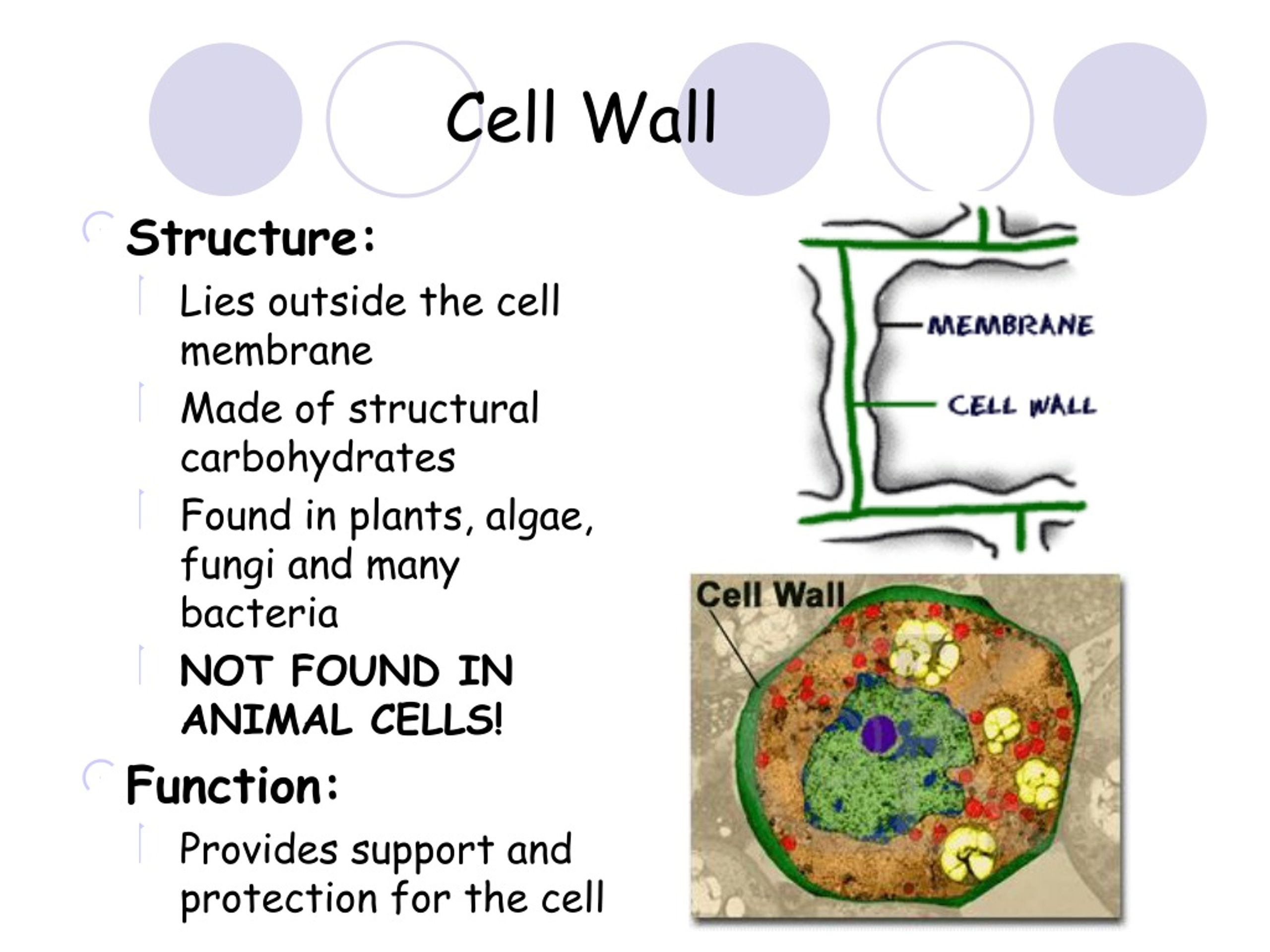 Group similar cells work together do one job called