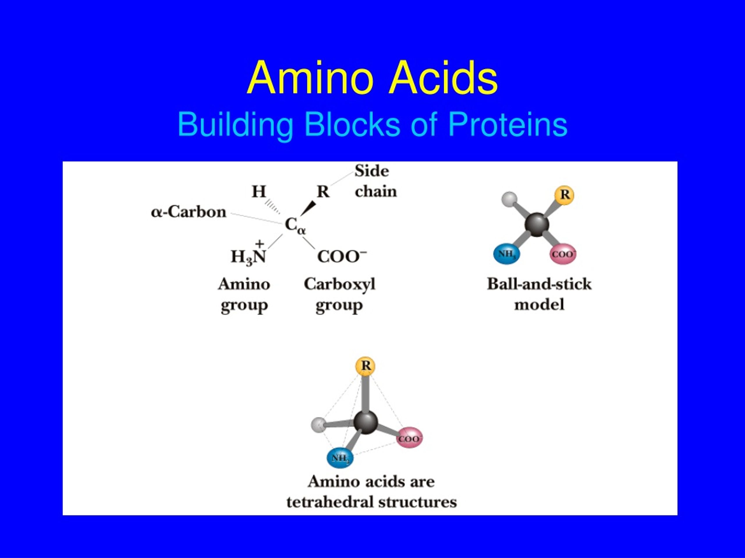Amino Acids Are The Building Blocks For Proteins at Wayne Brogan blog