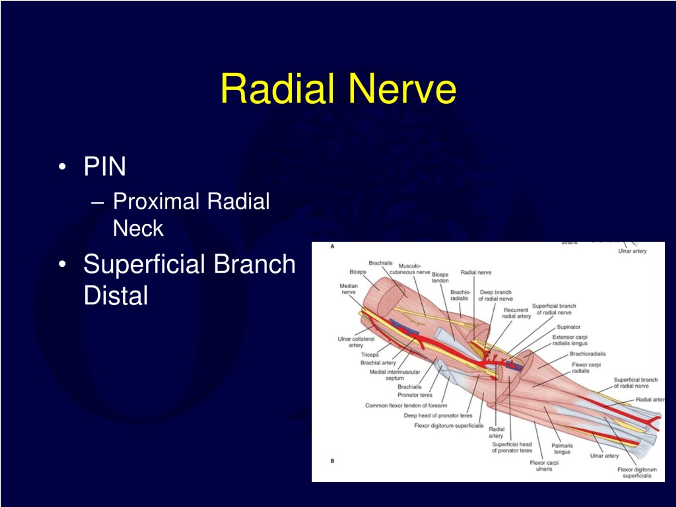 Ppt Forearm Fractures Powerpoint Presentation Free Download Id 9180270