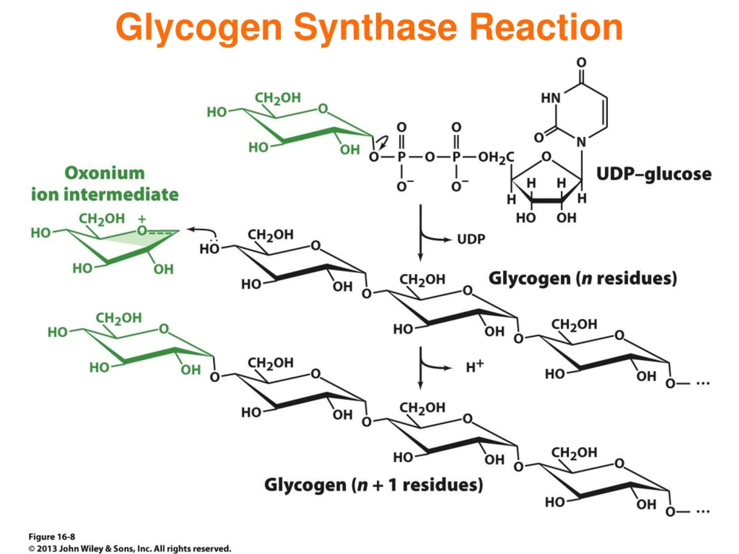 Гликоген. Конформация гликогена. Гликоген шприц. Glycogen to glucose Reaction ATP. Glycogen (соосадитель нуклеиновых кислот) упаковка.