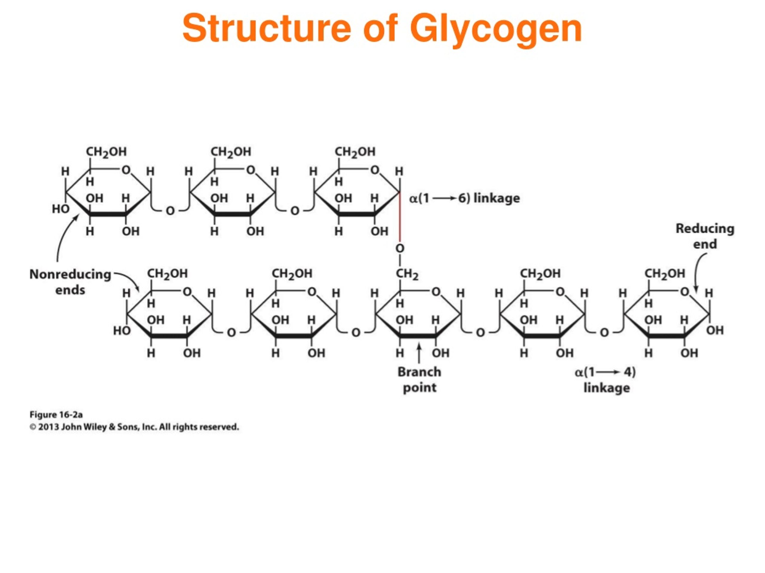 Выработка гликогена