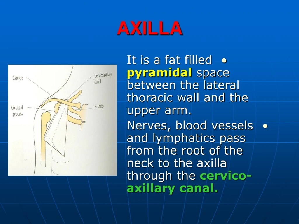 PPT - AXILLA PowerPoint Presentation, Free Download - ID:9181787