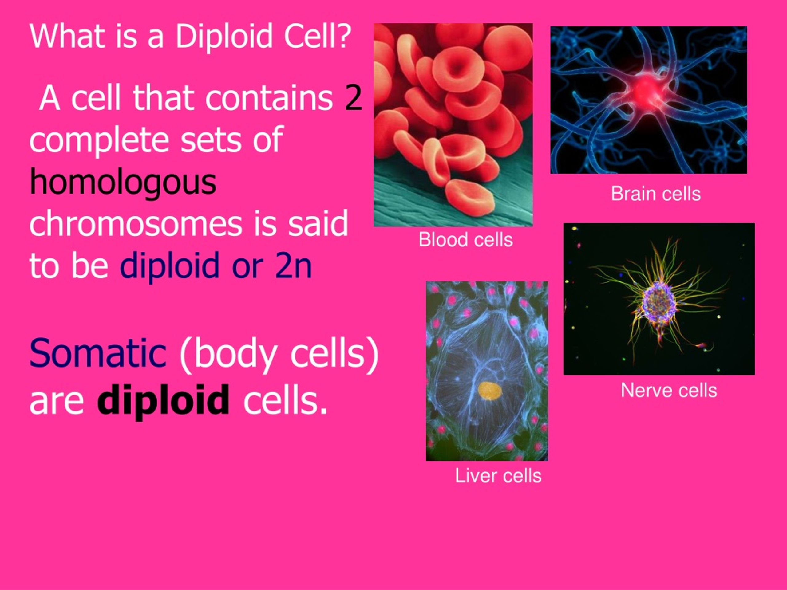 Ppt Meiosis Powerpoint Presentation Free Download Id9181840