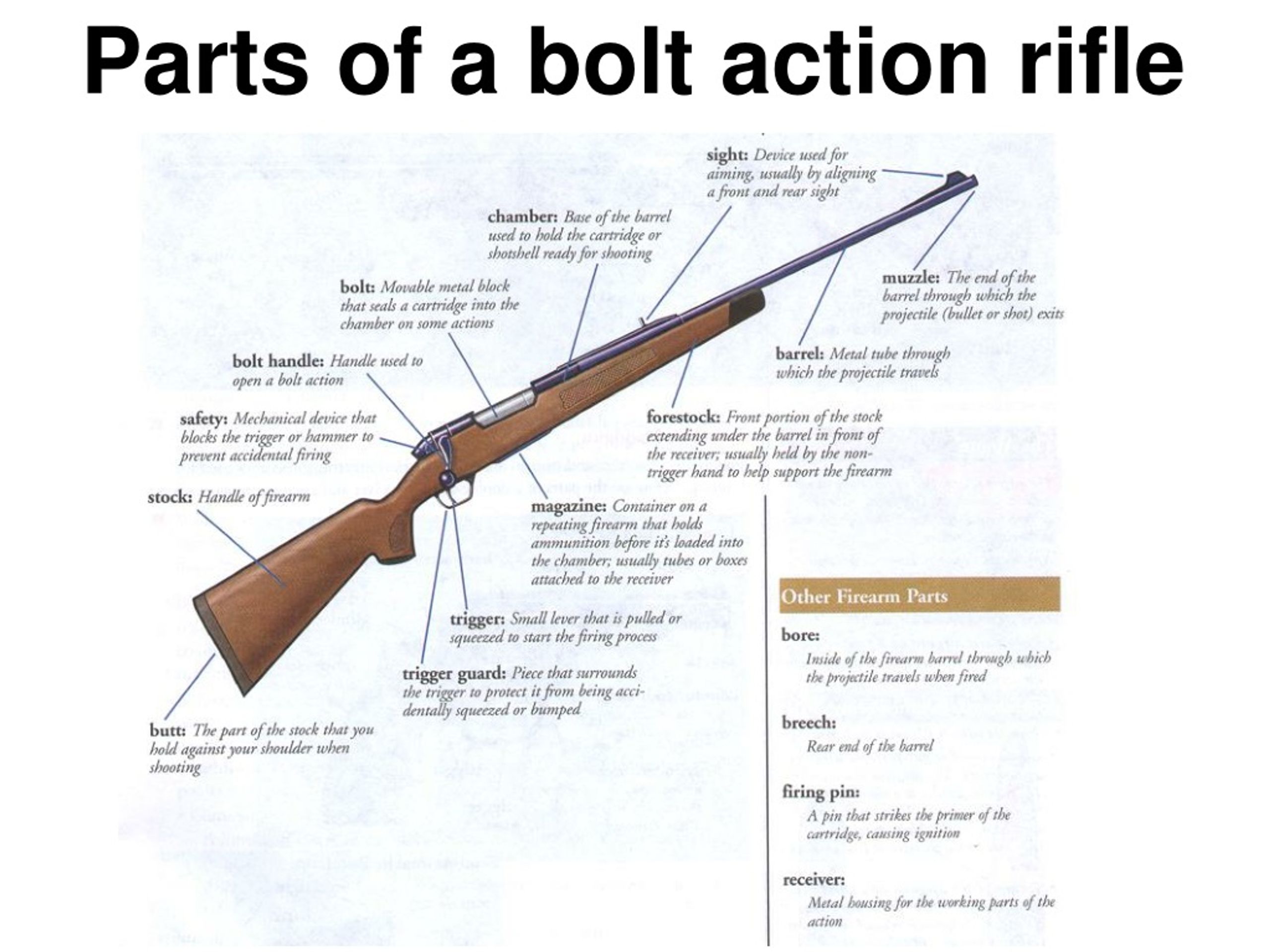 Parts Of A Bolt Action Rifle L 