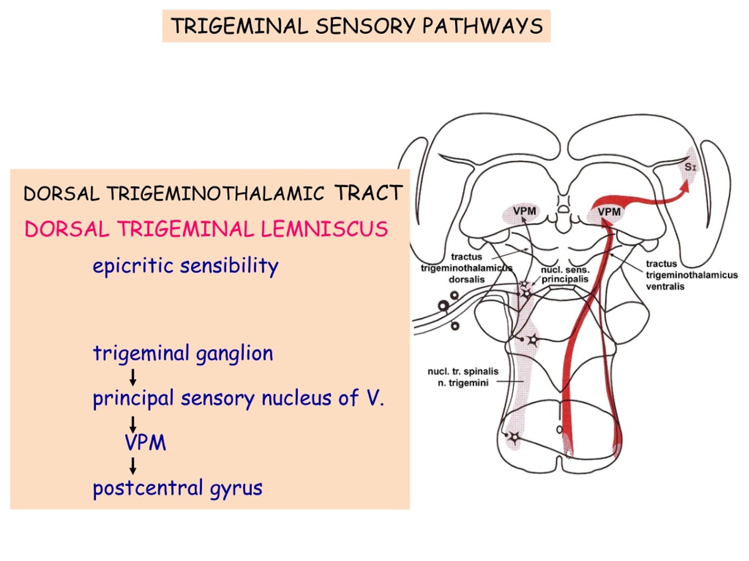 Ppt Sensory Pathways Dr Gallatz Katalin Powerpoint Presentation Free Download Id9182215 3715