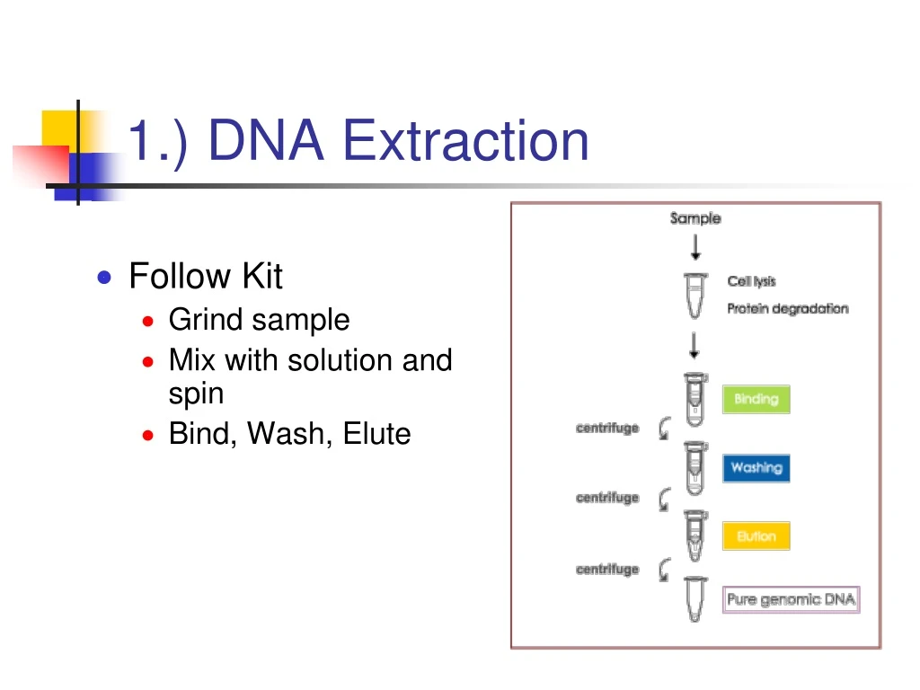 1 dna extraction n.