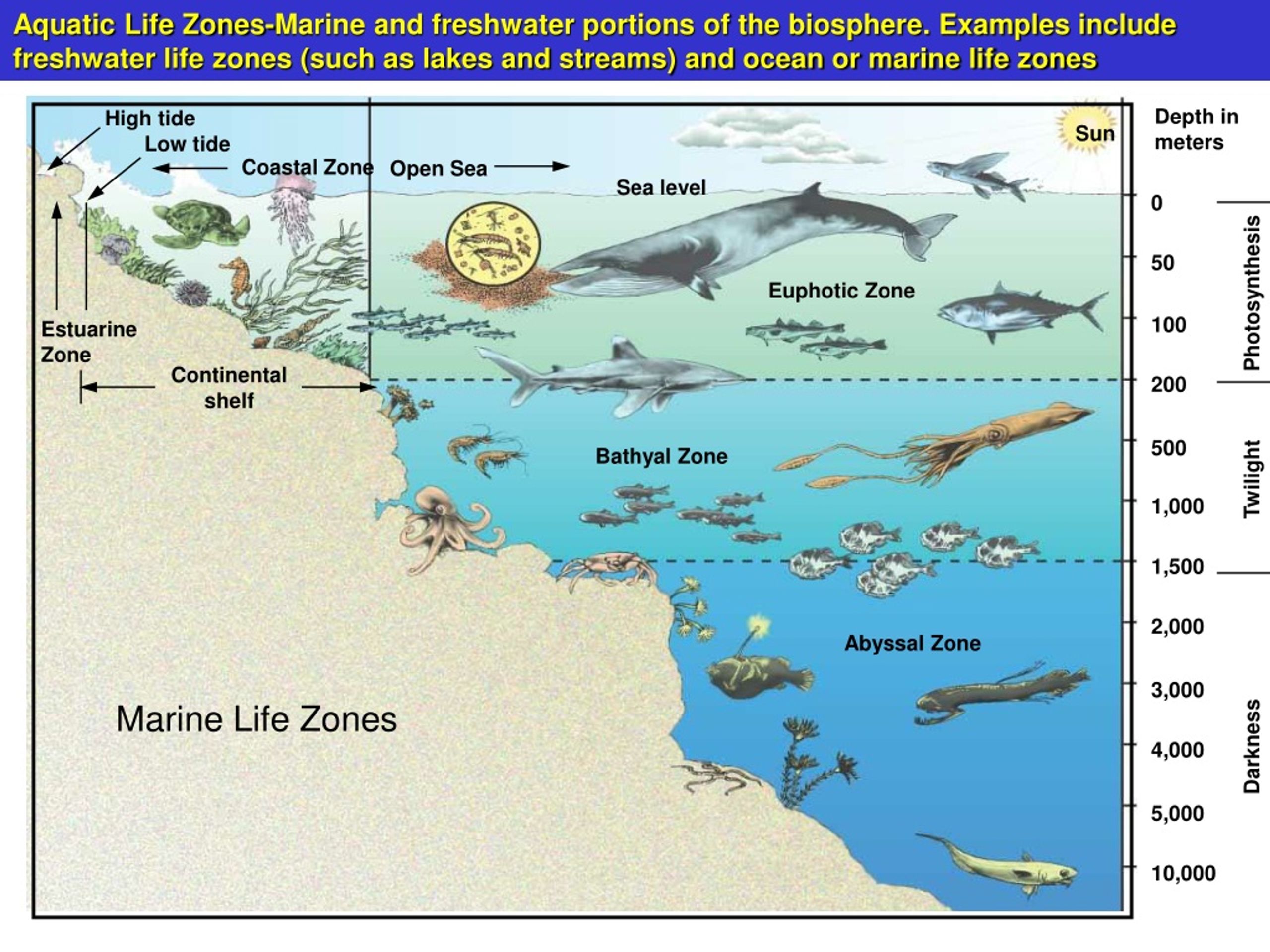 PPT - Ecosystems: What Are They and How Do They Work? PowerPoint ...