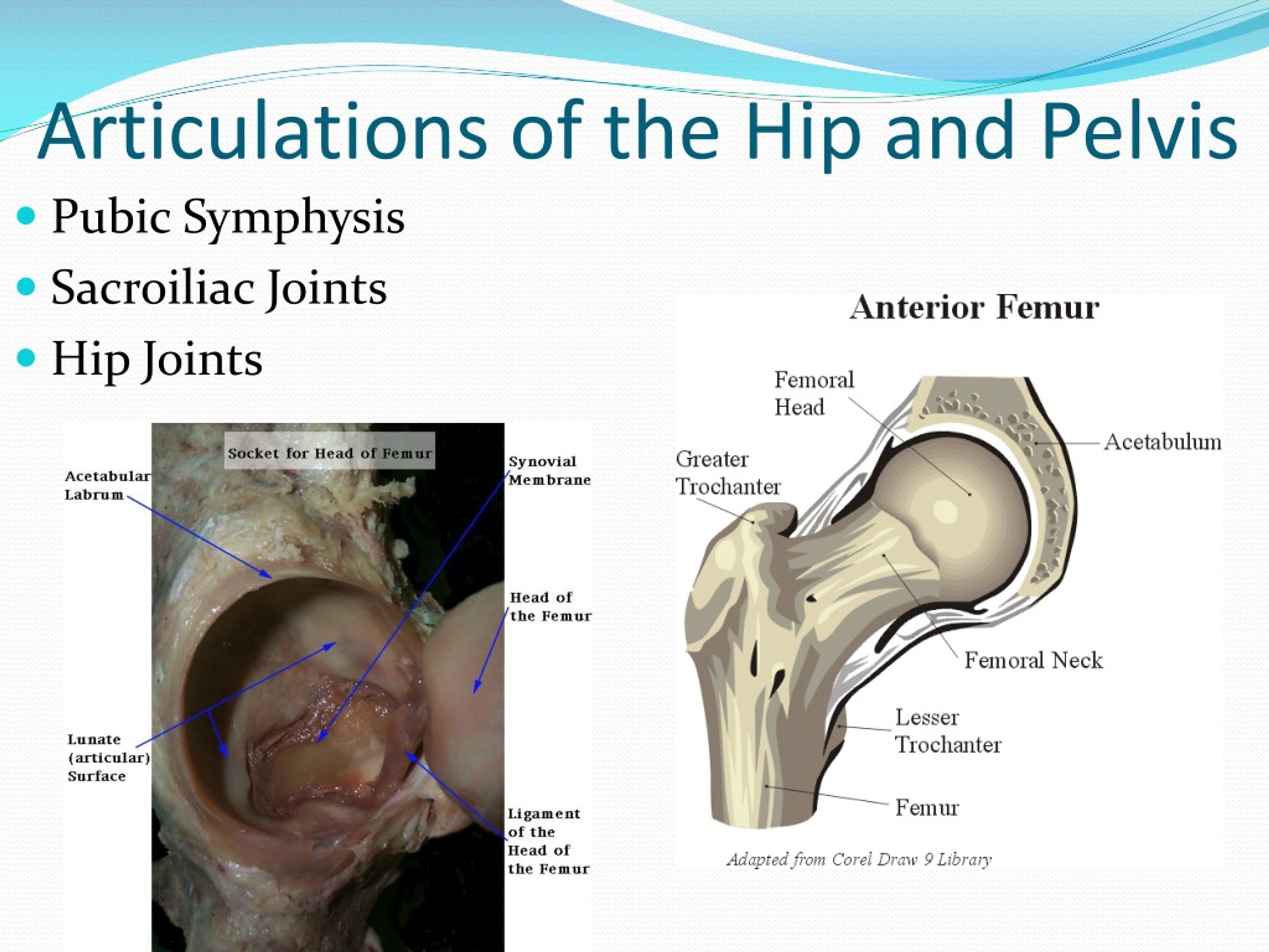 PPT - Hip Region PowerPoint Presentation, free download - ID:9182751