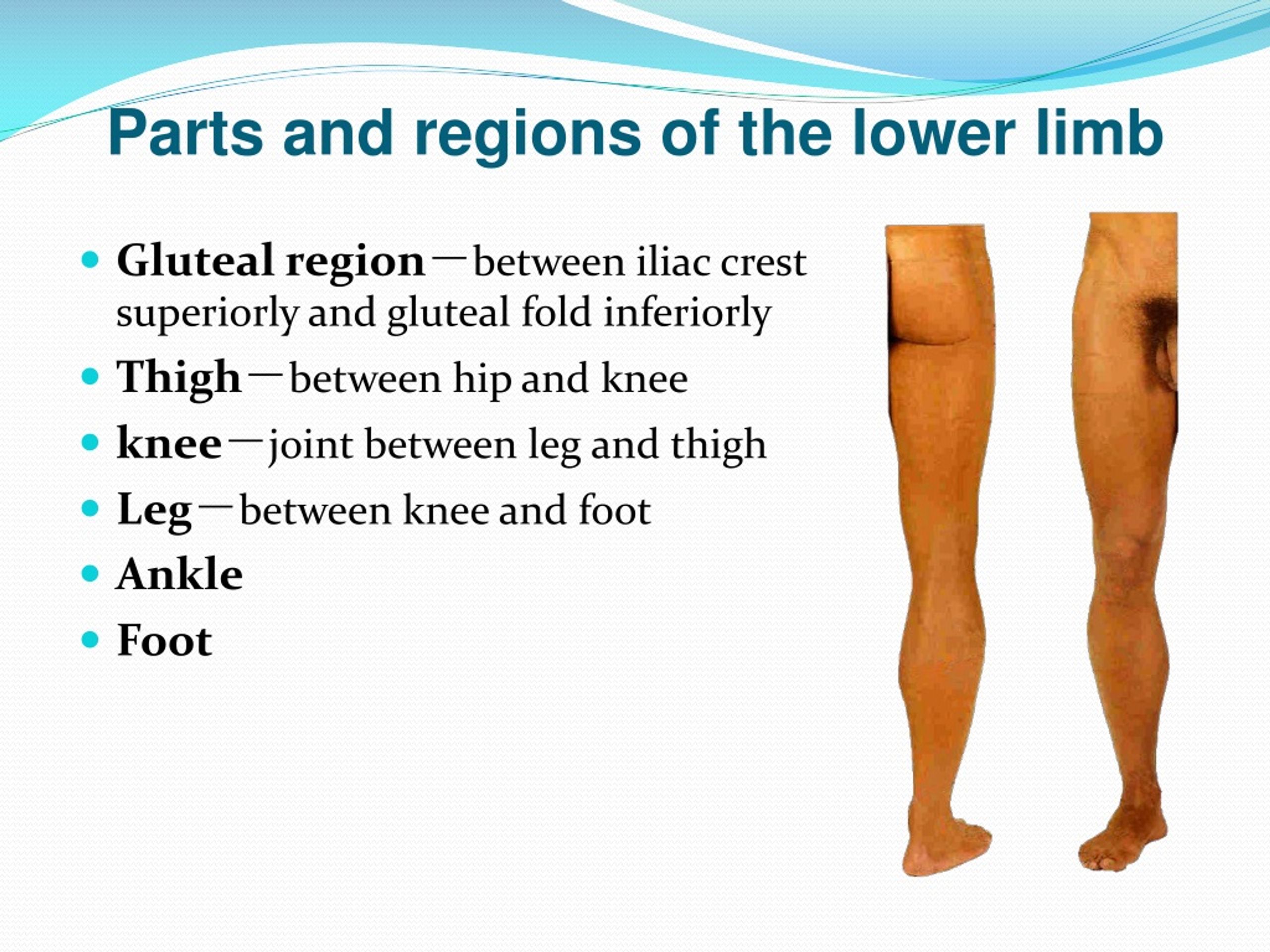 PPT - Hip Region PowerPoint Presentation, free download - ID:9182751