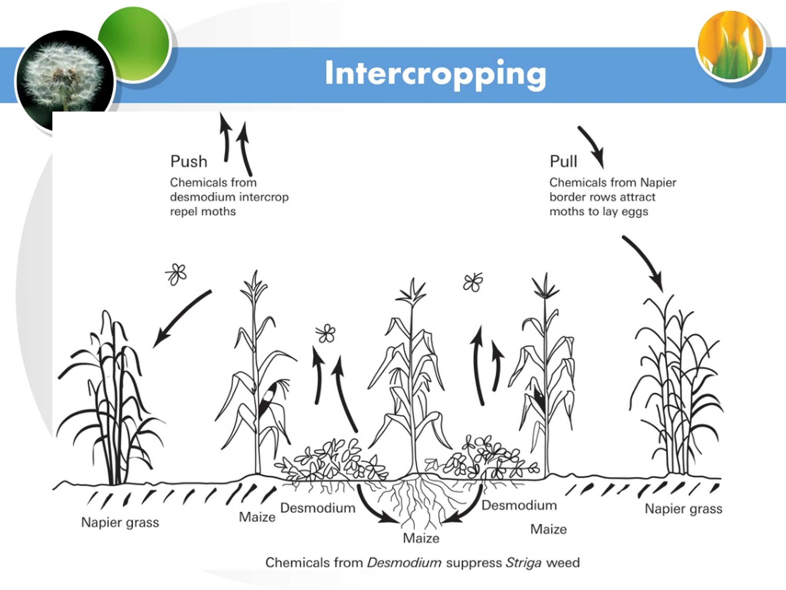 PPT - Cropping Systems, Cropping Patterns ABT-320 PowerPoint ...