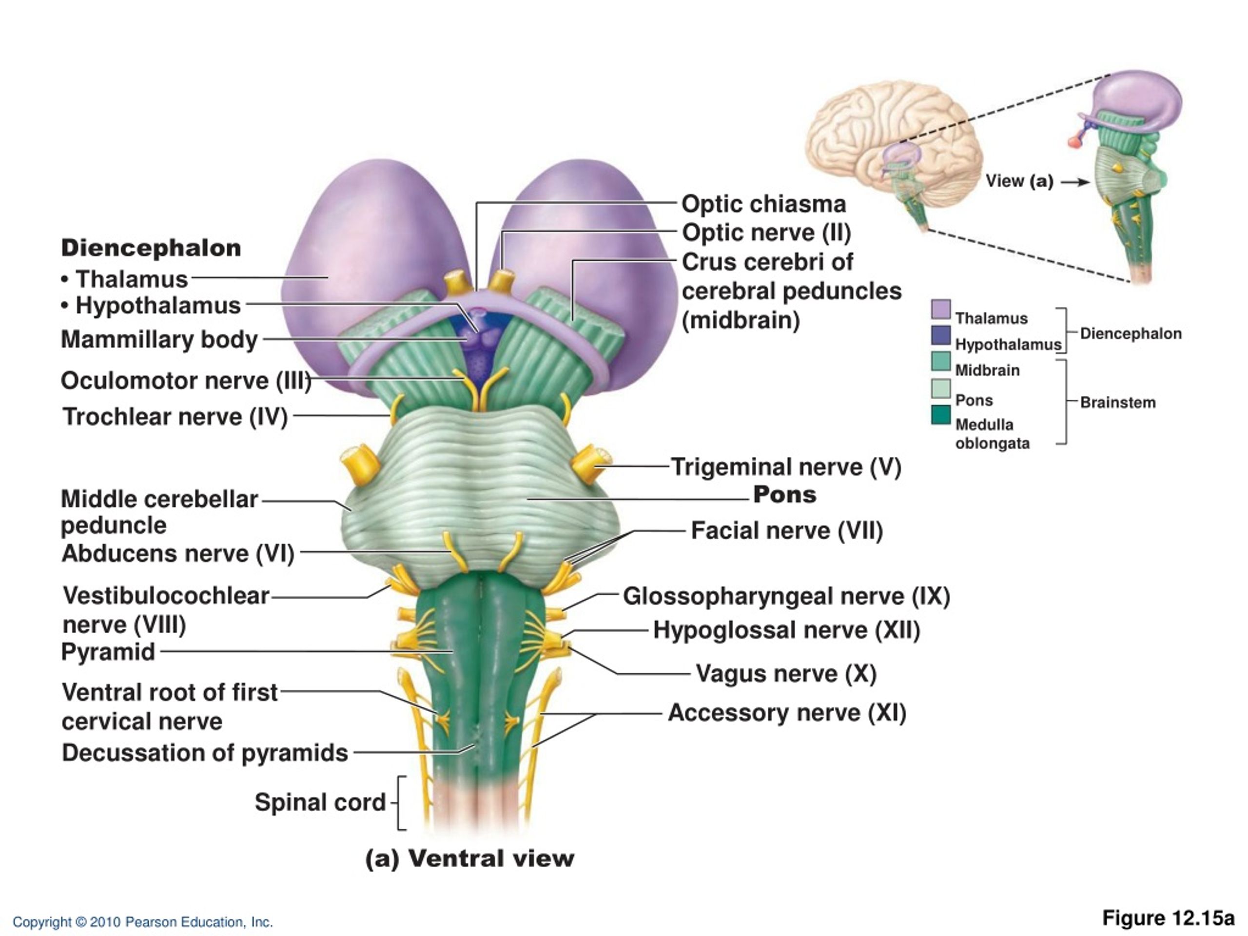 Что такое таламус. Строение мозга промежуточный мозг. Строение мозга человека таламус. Ствол мозга строение промежуточный мозг. Промежуточный мозг анатомия строение.