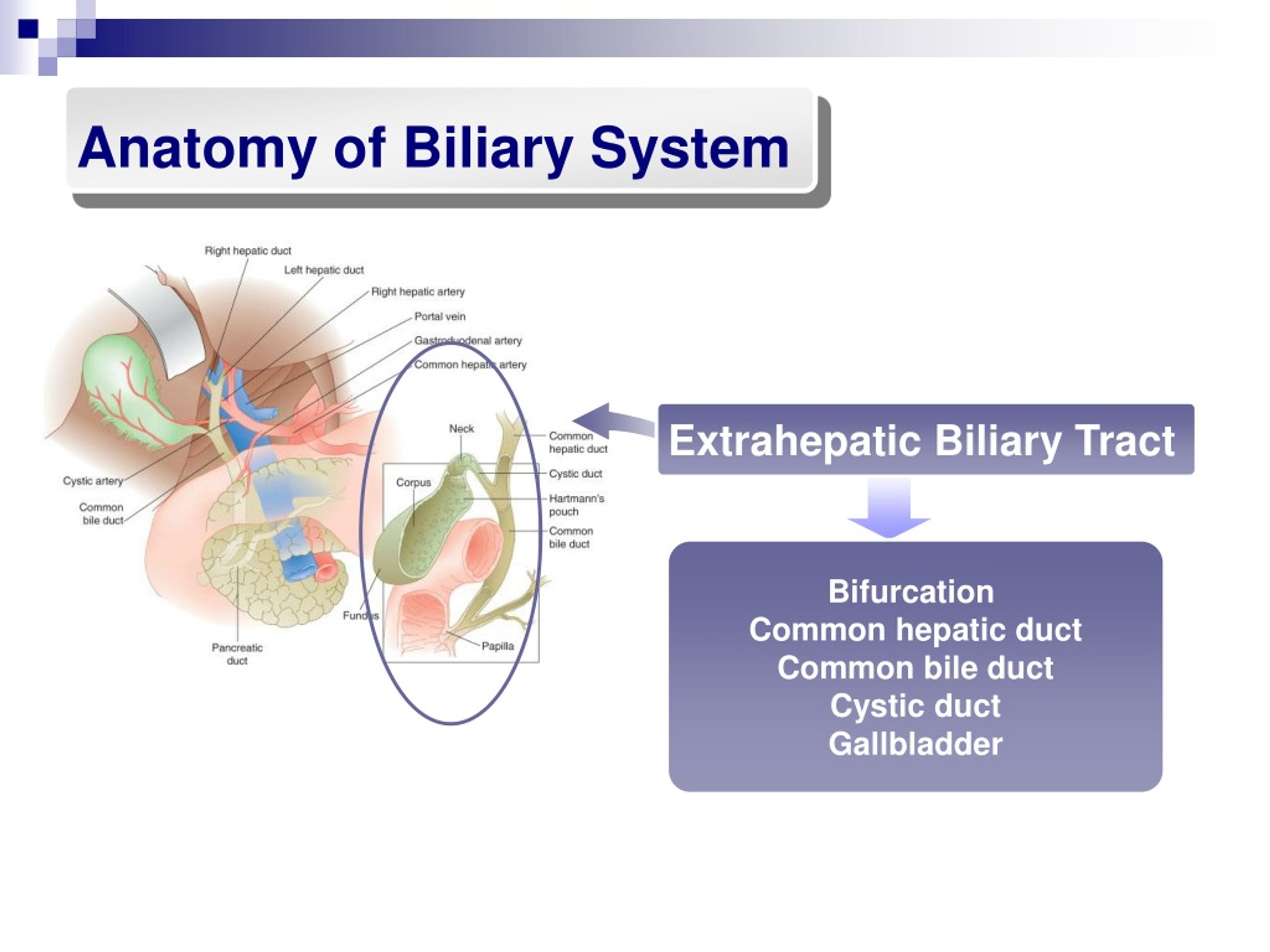 PPT - Biliary System PowerPoint Presentation, Free Download - ID:9184215