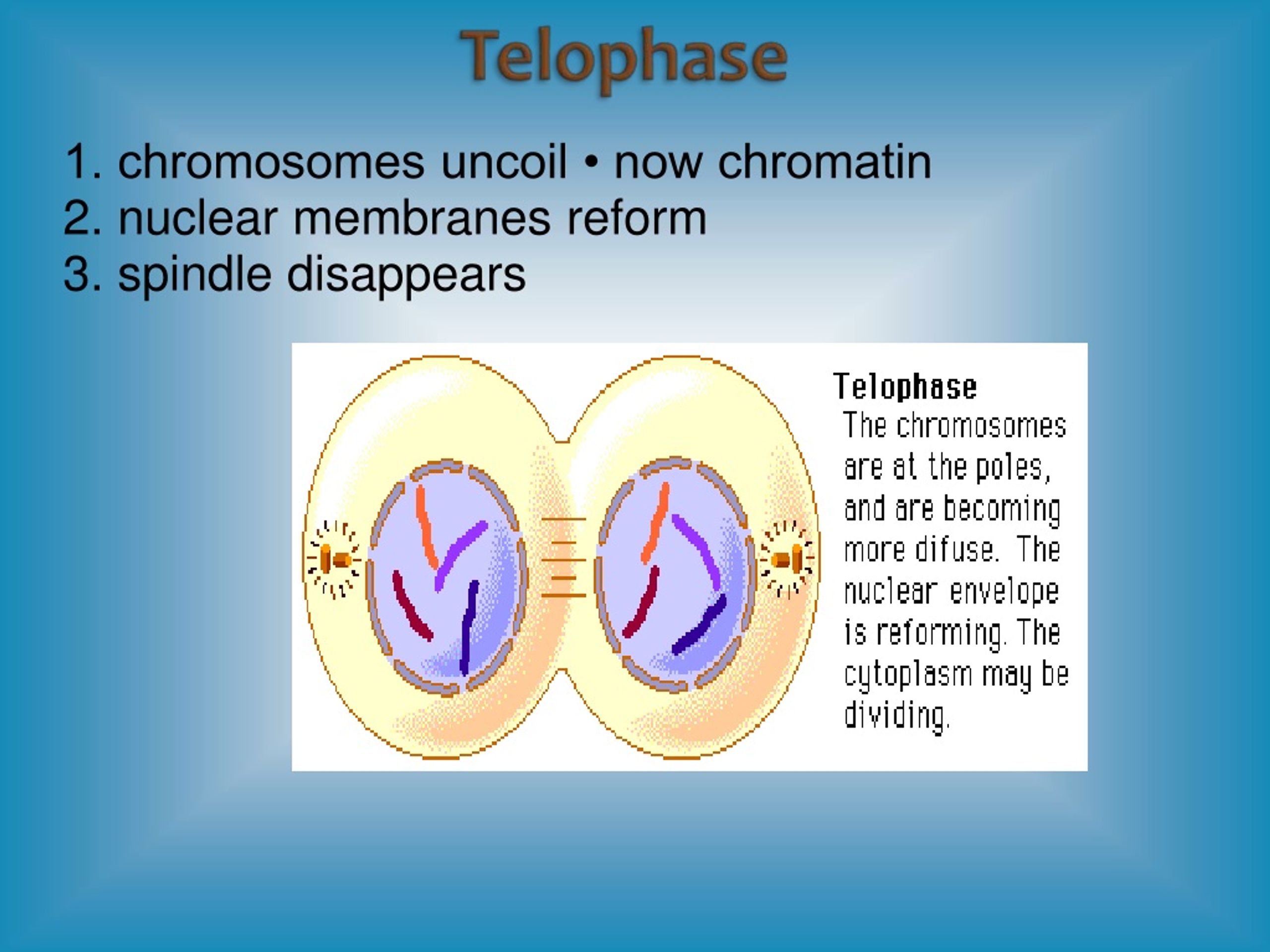 PPT Lesson Objectives Cell Cycle PowerPoint Presentation Free 
