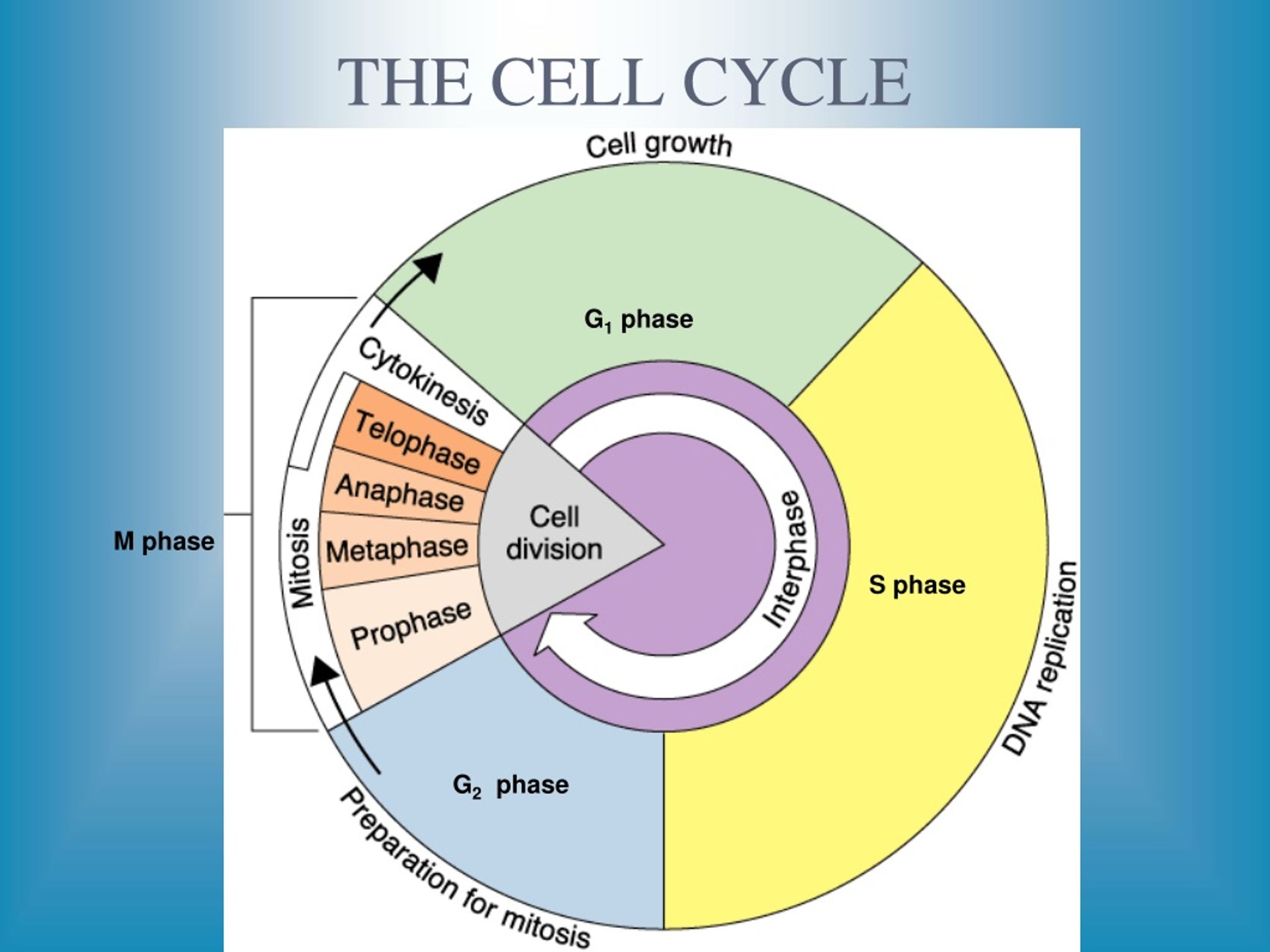 slide presentation on cell cycle
