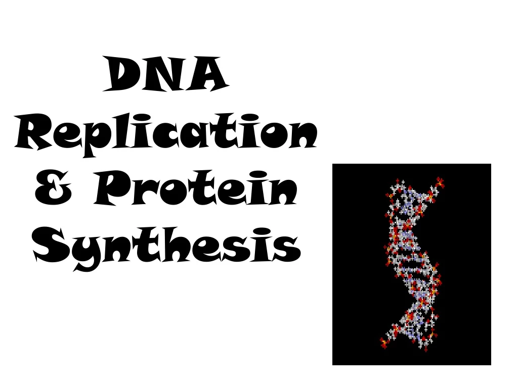PPT - DNA Replication & Protein Synthesis PowerPoint Presentation, free ...
