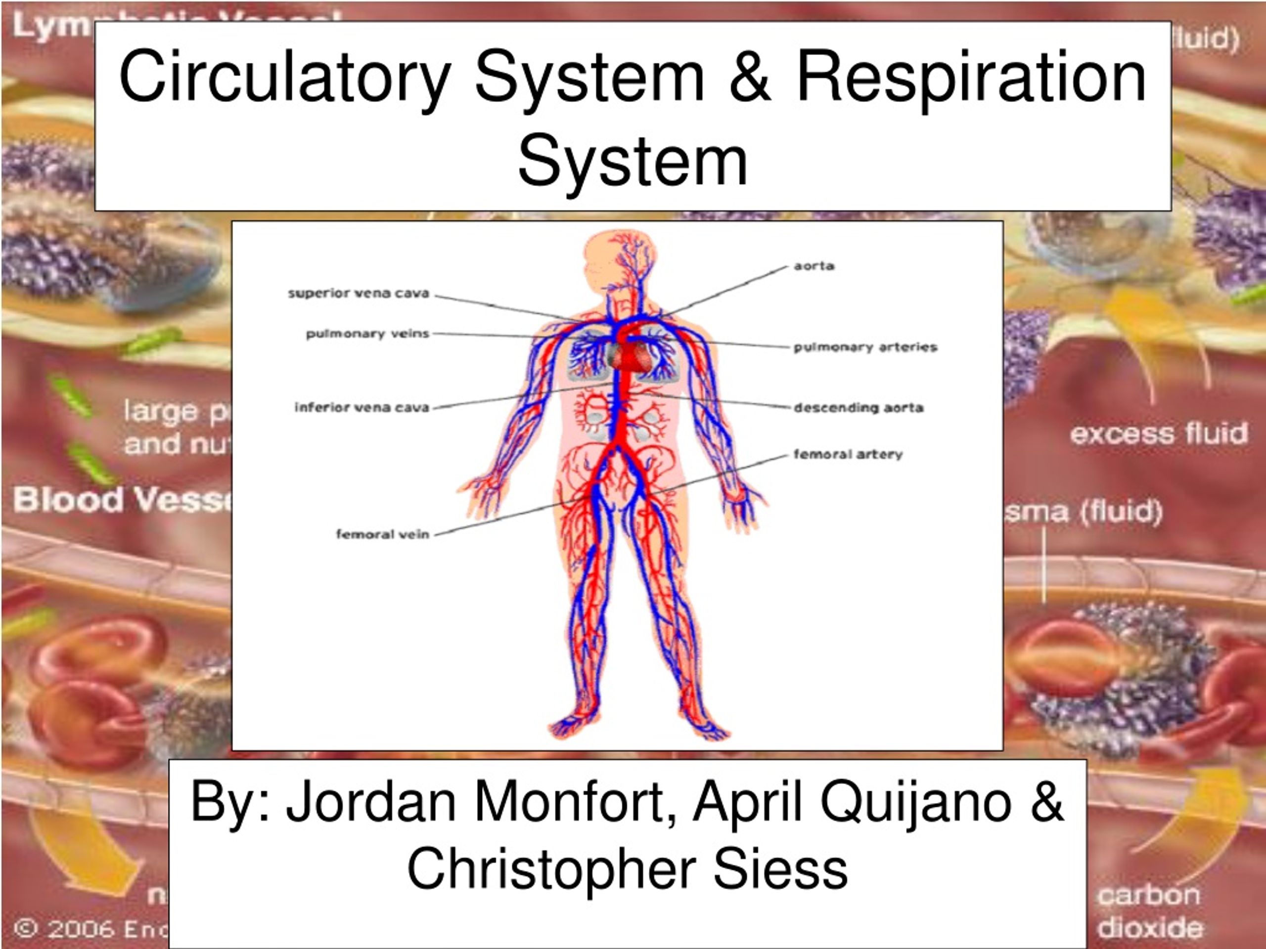 PPT - Circulatory System & Respiration System PowerPoint Presentation ...