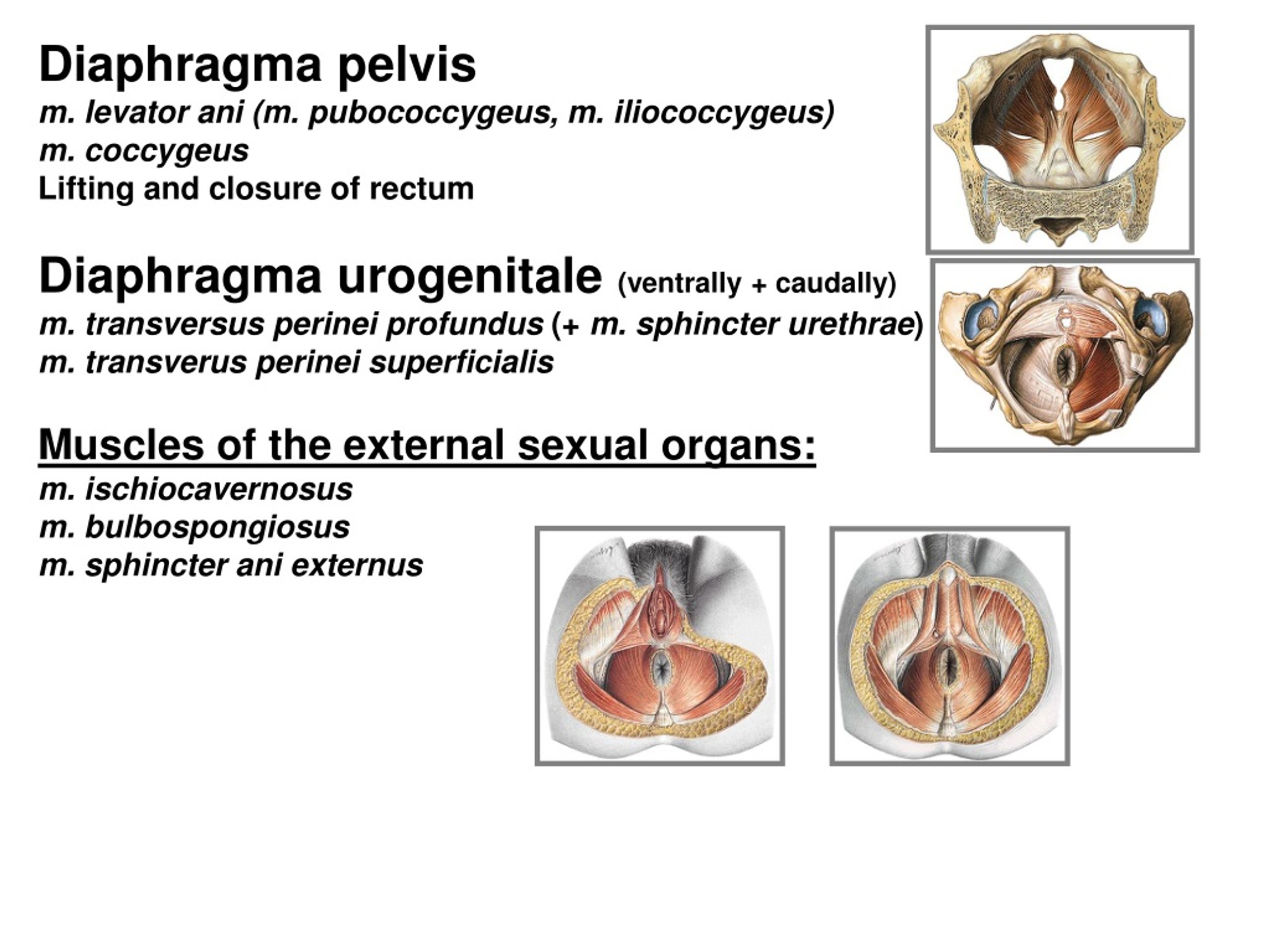 Фасции мочеполовой диафрагмы. Diaphragma pelvis.