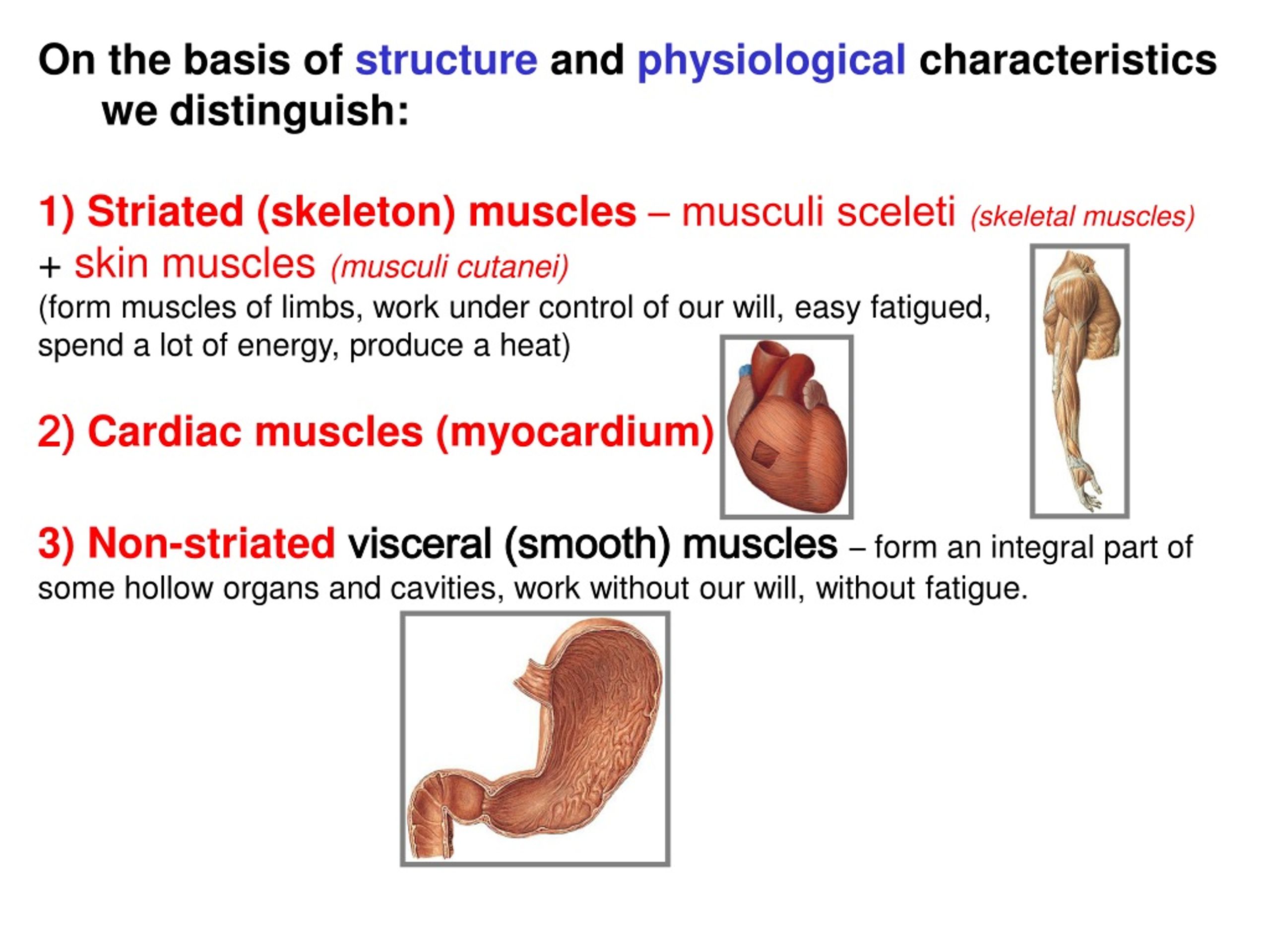 Ppt - General Myology (muscles - An Active Part Of The Locomotor System 