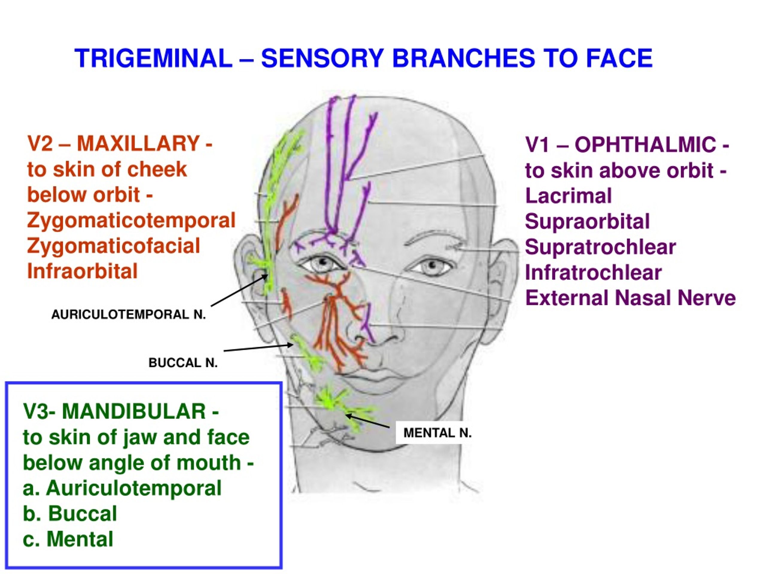 Trigeminal Nerve Sensory Distribution