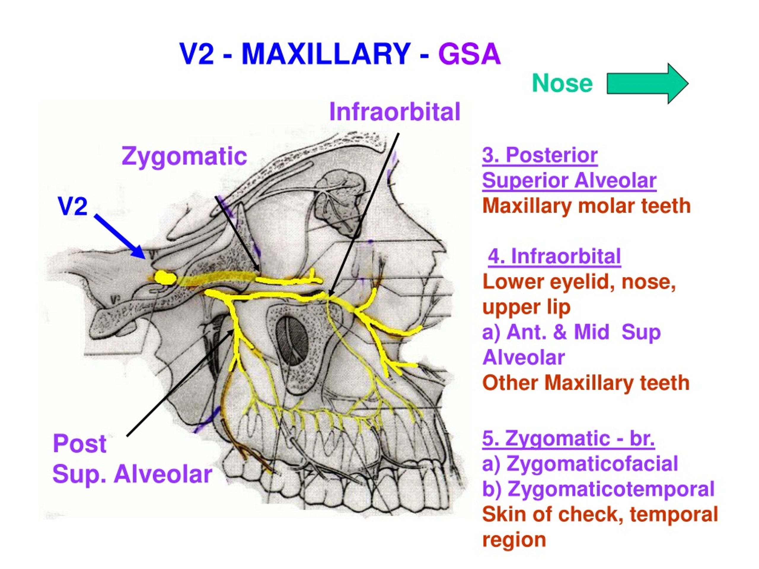 Ppt All Branches Of Trigeminal Nerve Are Listed In Handoout