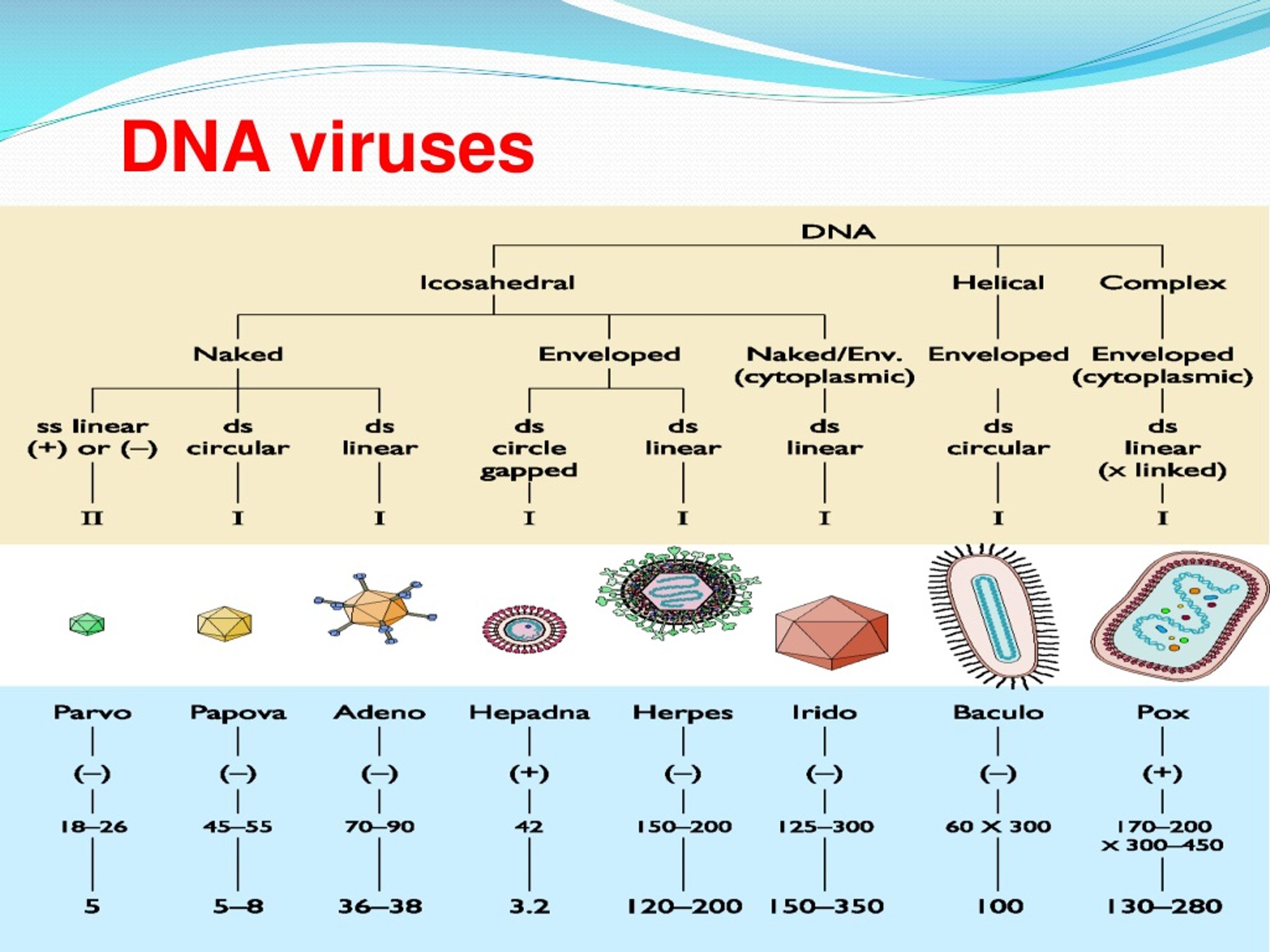 Ppt Medical Virology Introduction Powerpoint Presentation Free Download Id9188499